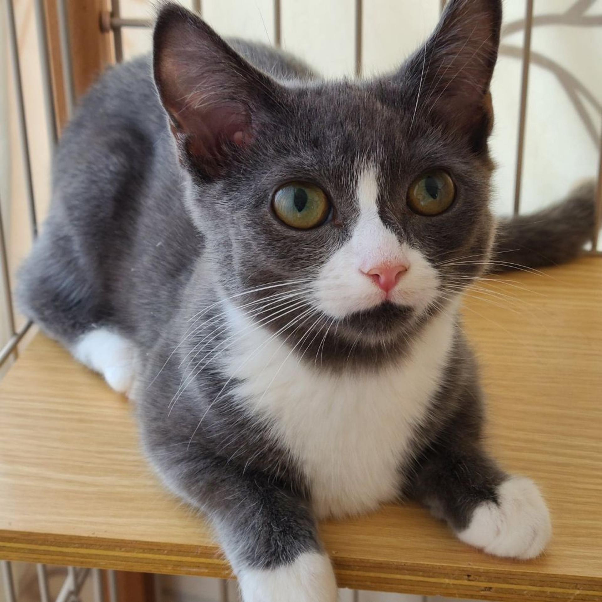 pet-image-2