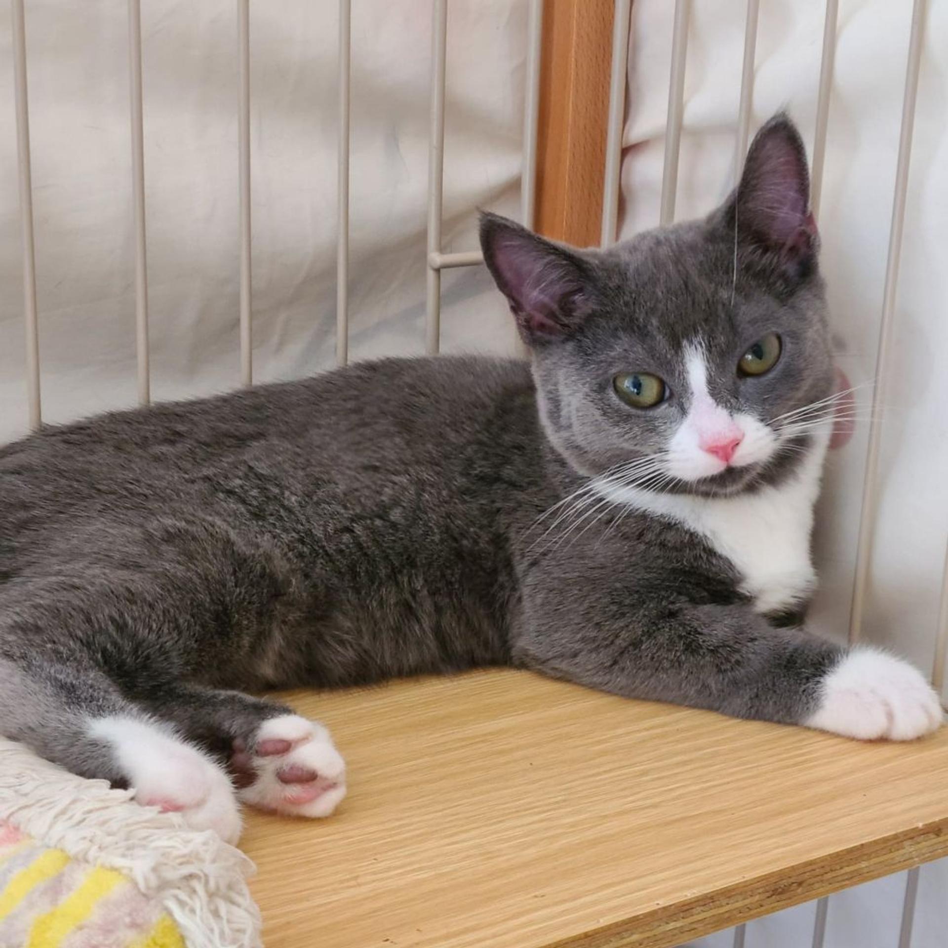 pet-image-3