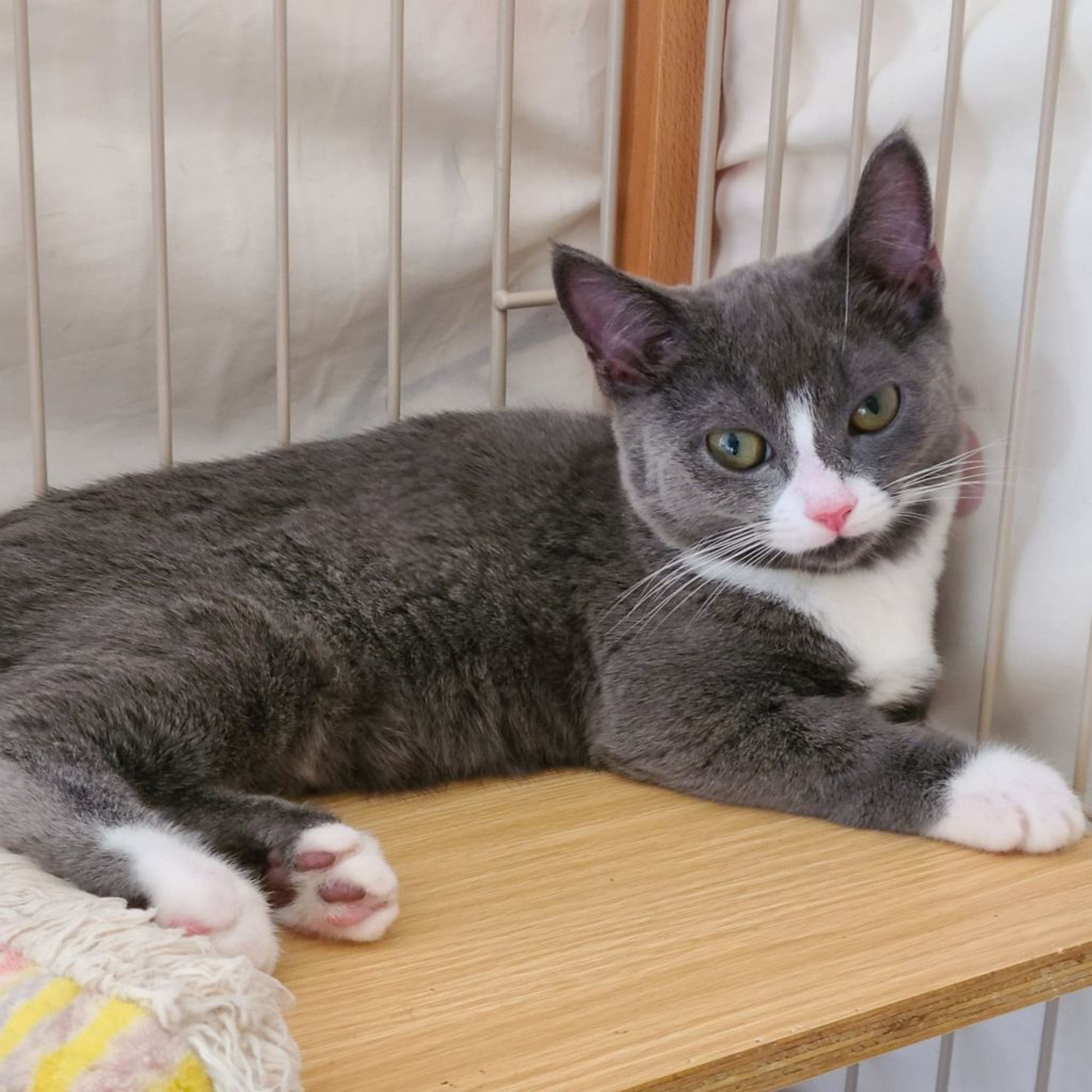 pet-image-3