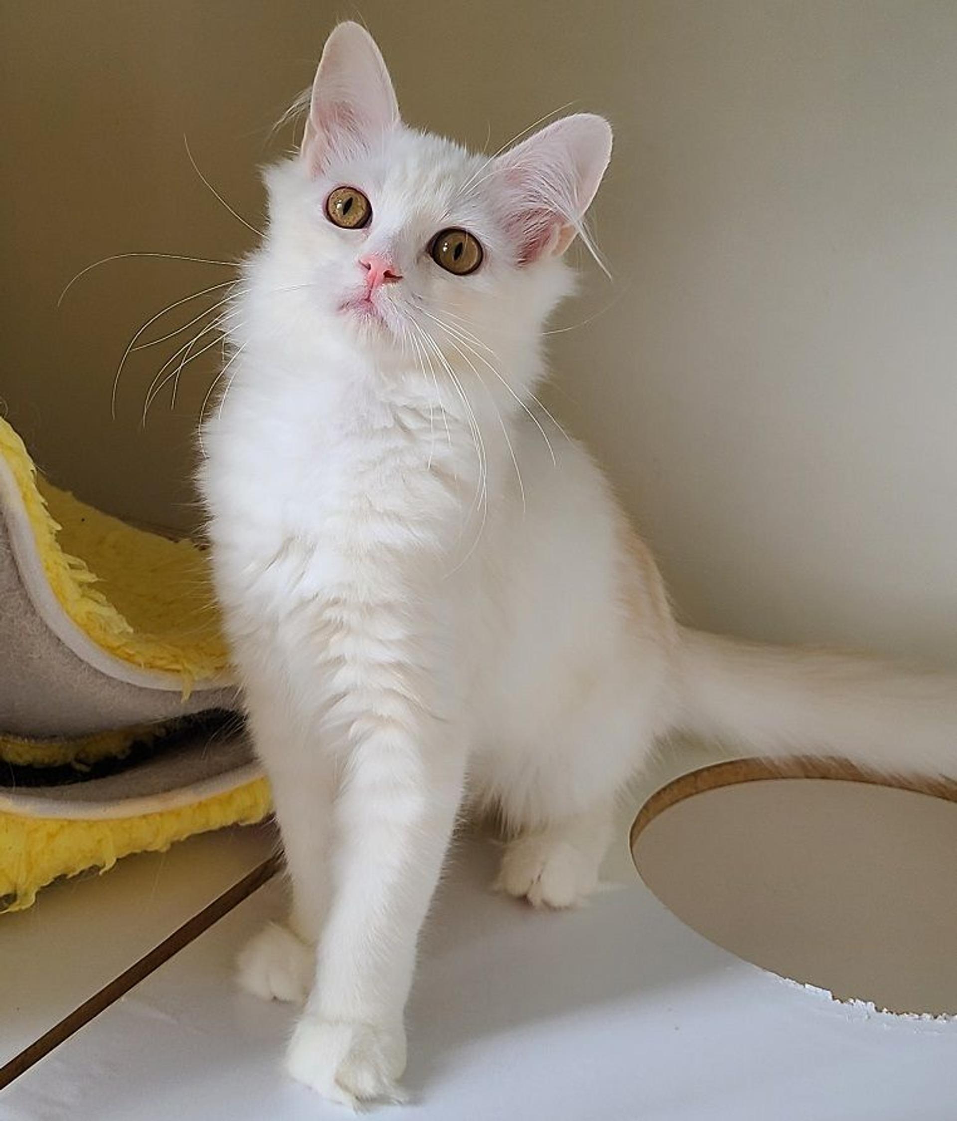 pet-image-3
