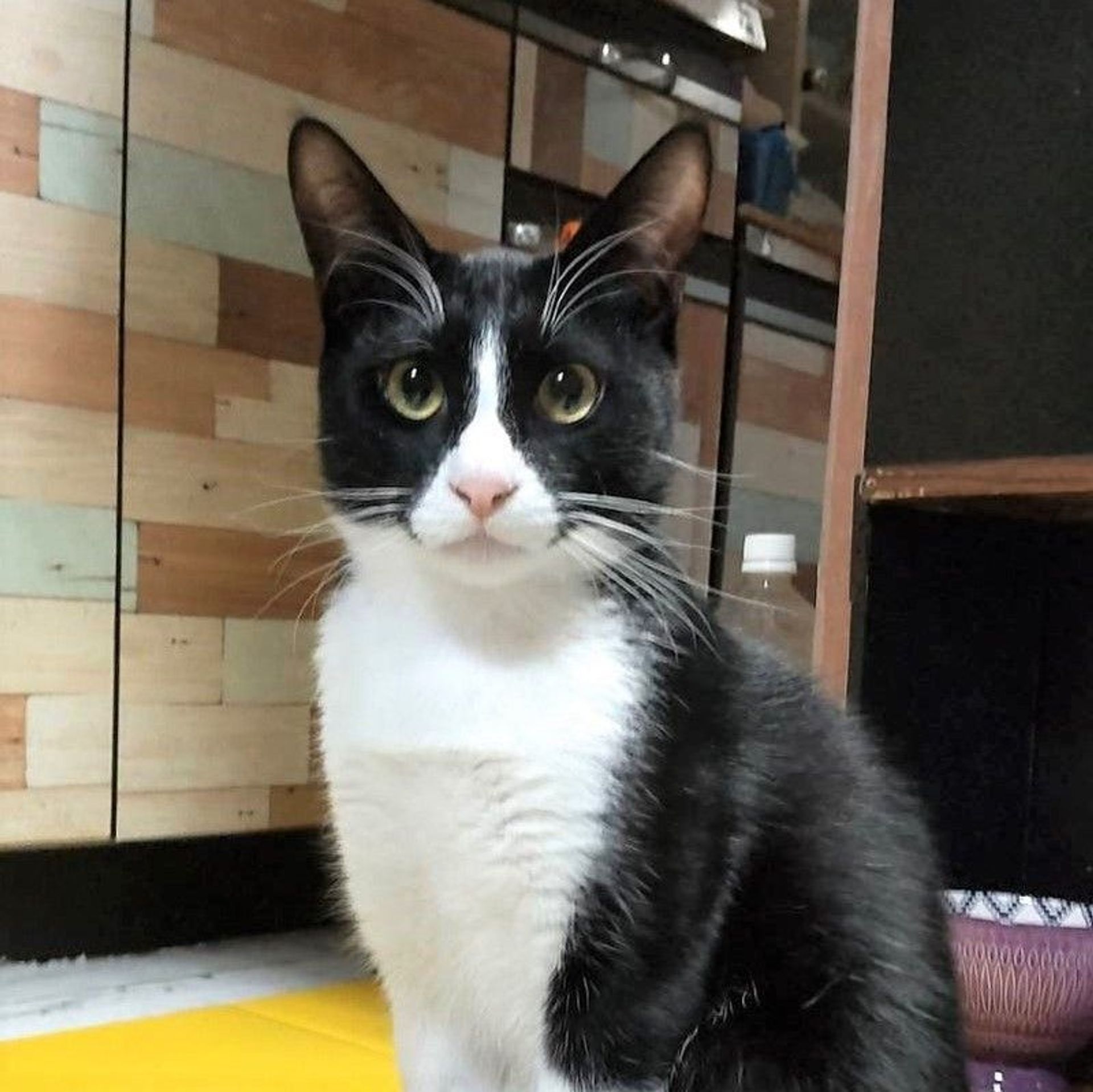 雑種（ミックス猫）・オスの里親募集の写真