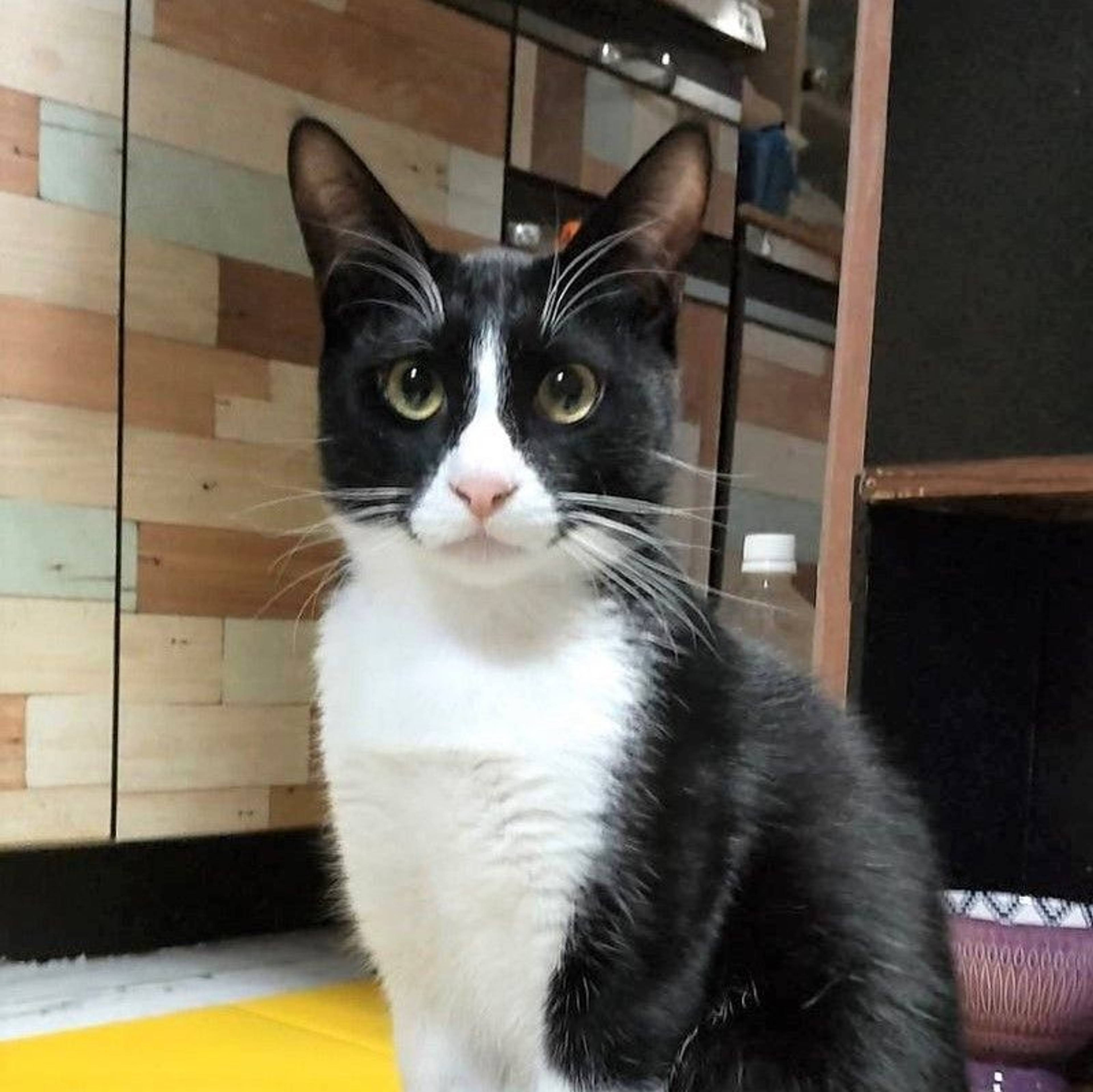 雑種（ミックス猫）・オスの里親募集の写真