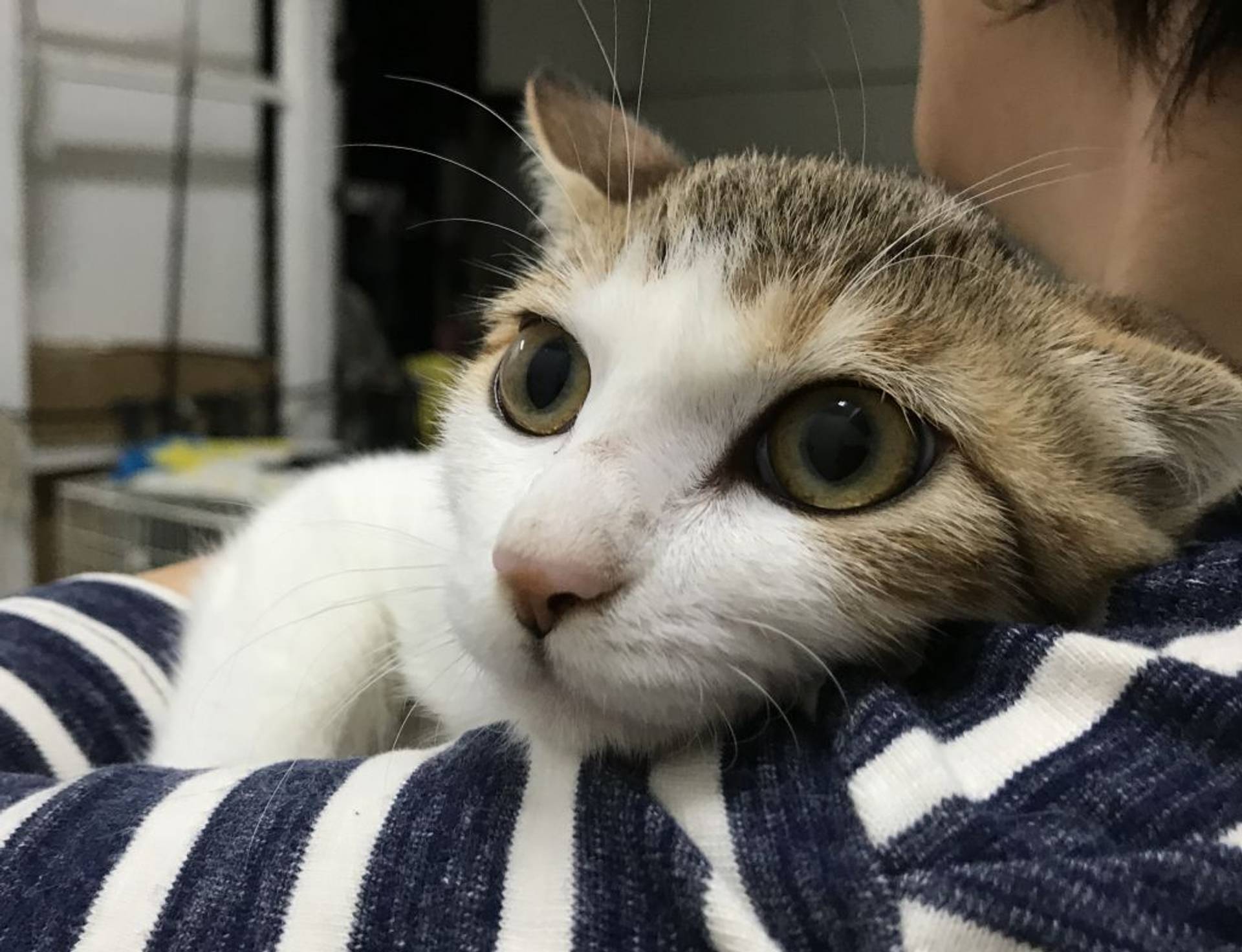 雑種（ミックス猫）・メスの里親募集の写真
