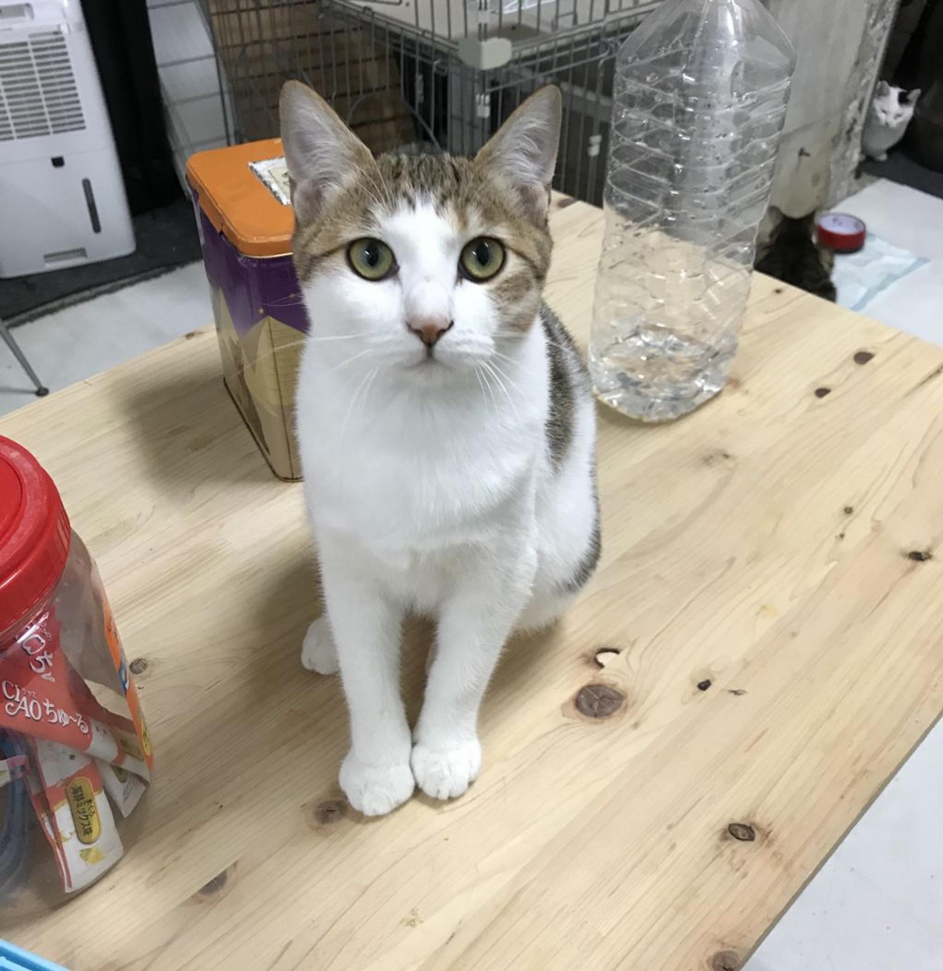 pet-image-2