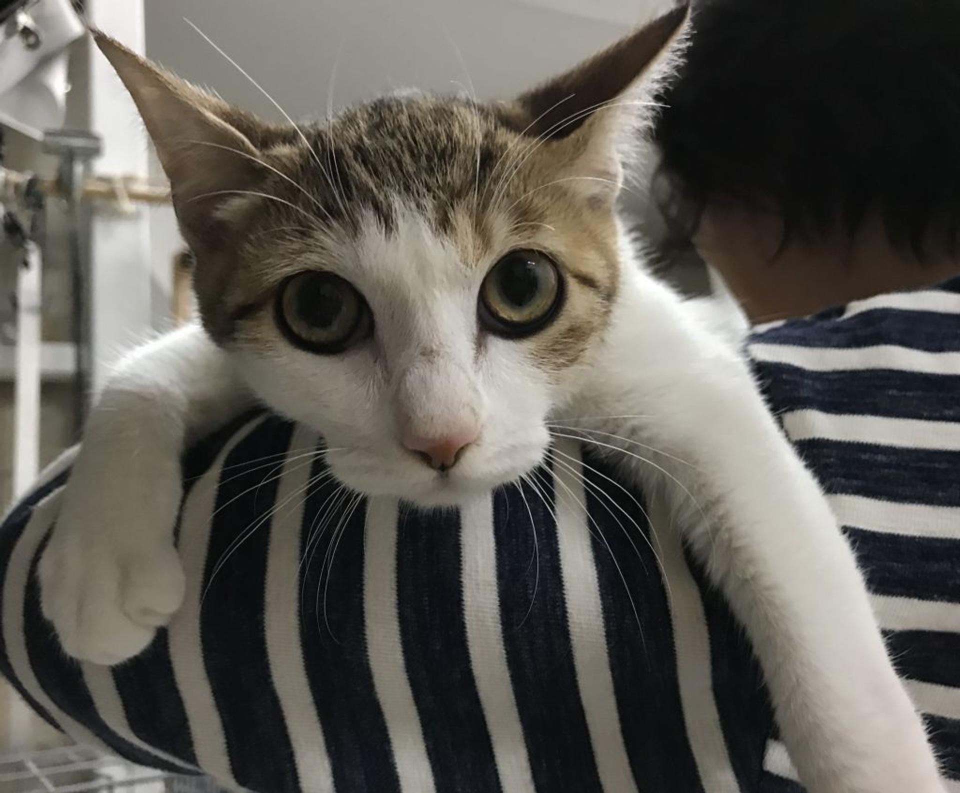 pet-image-3