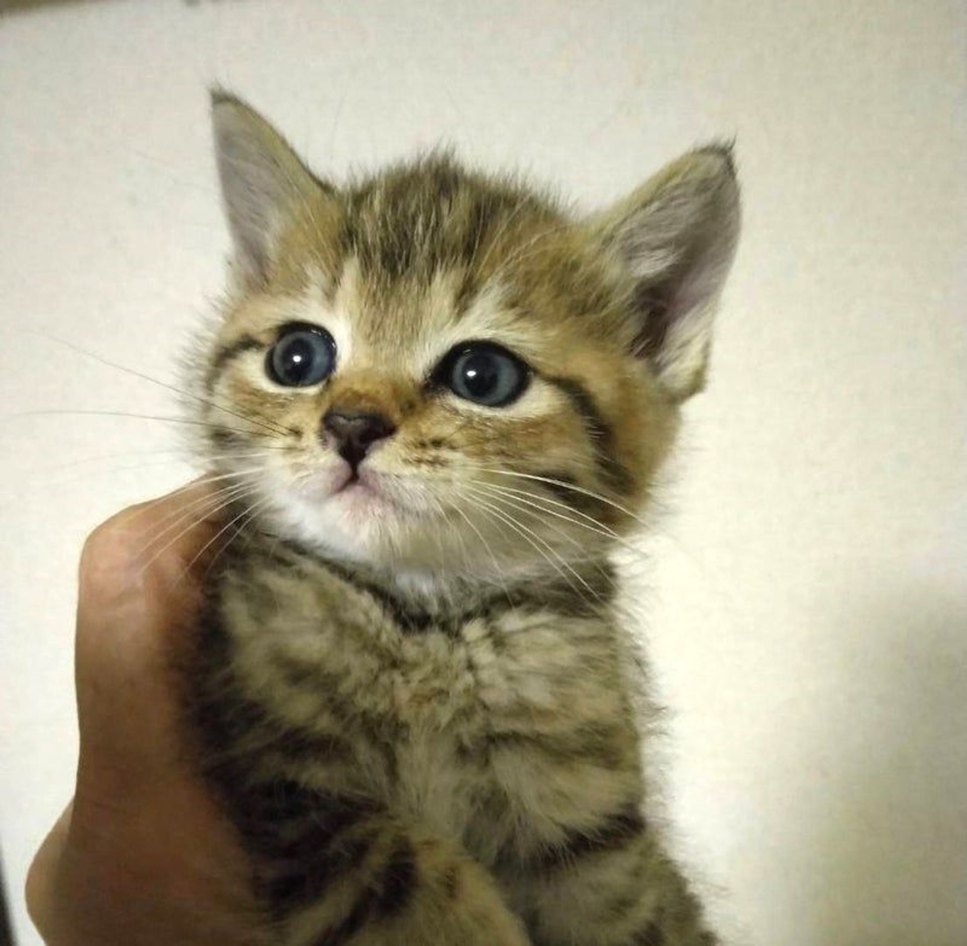 雑種（ミックス猫）・メスの里親募集の写真