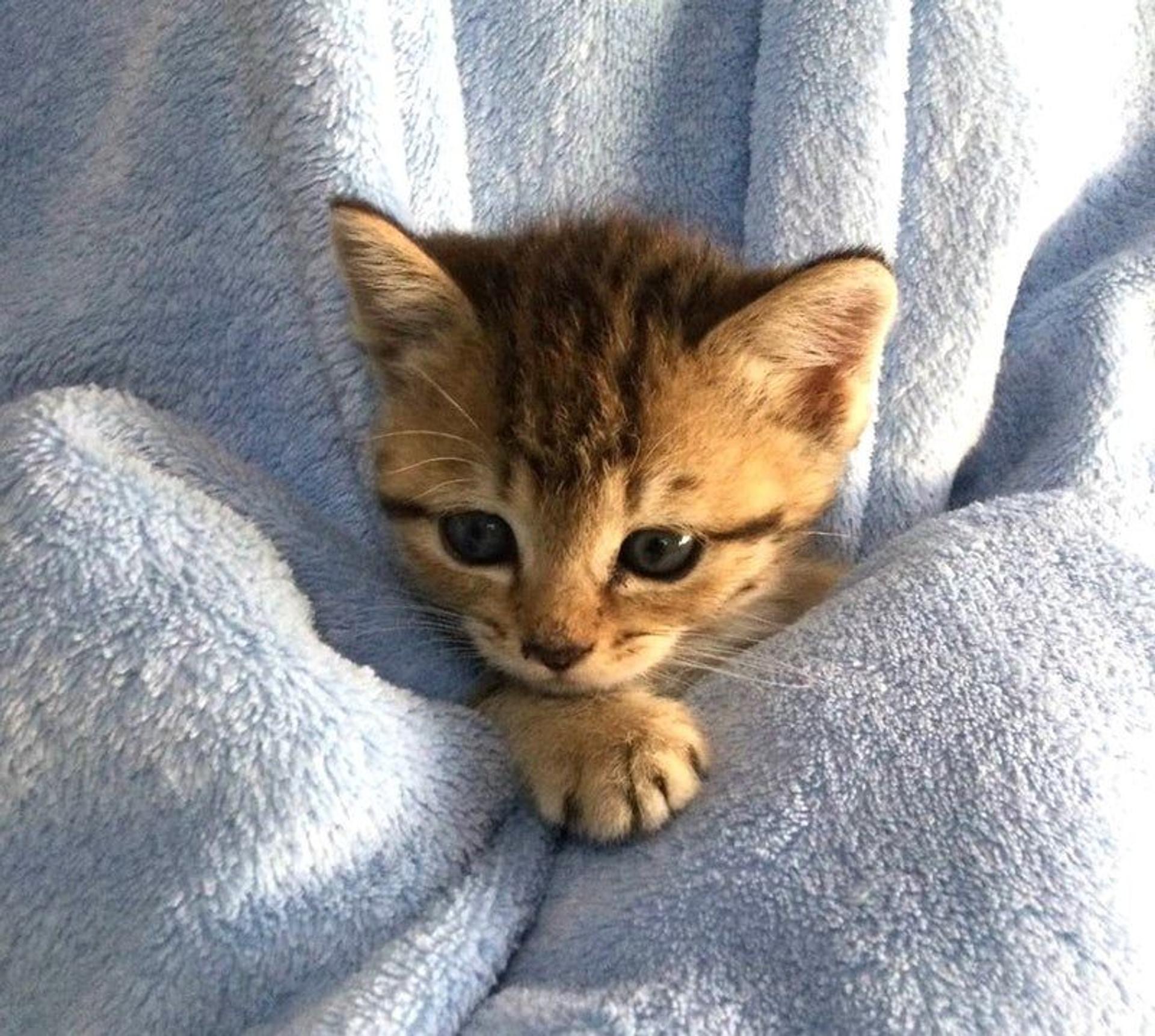 pet-image-3