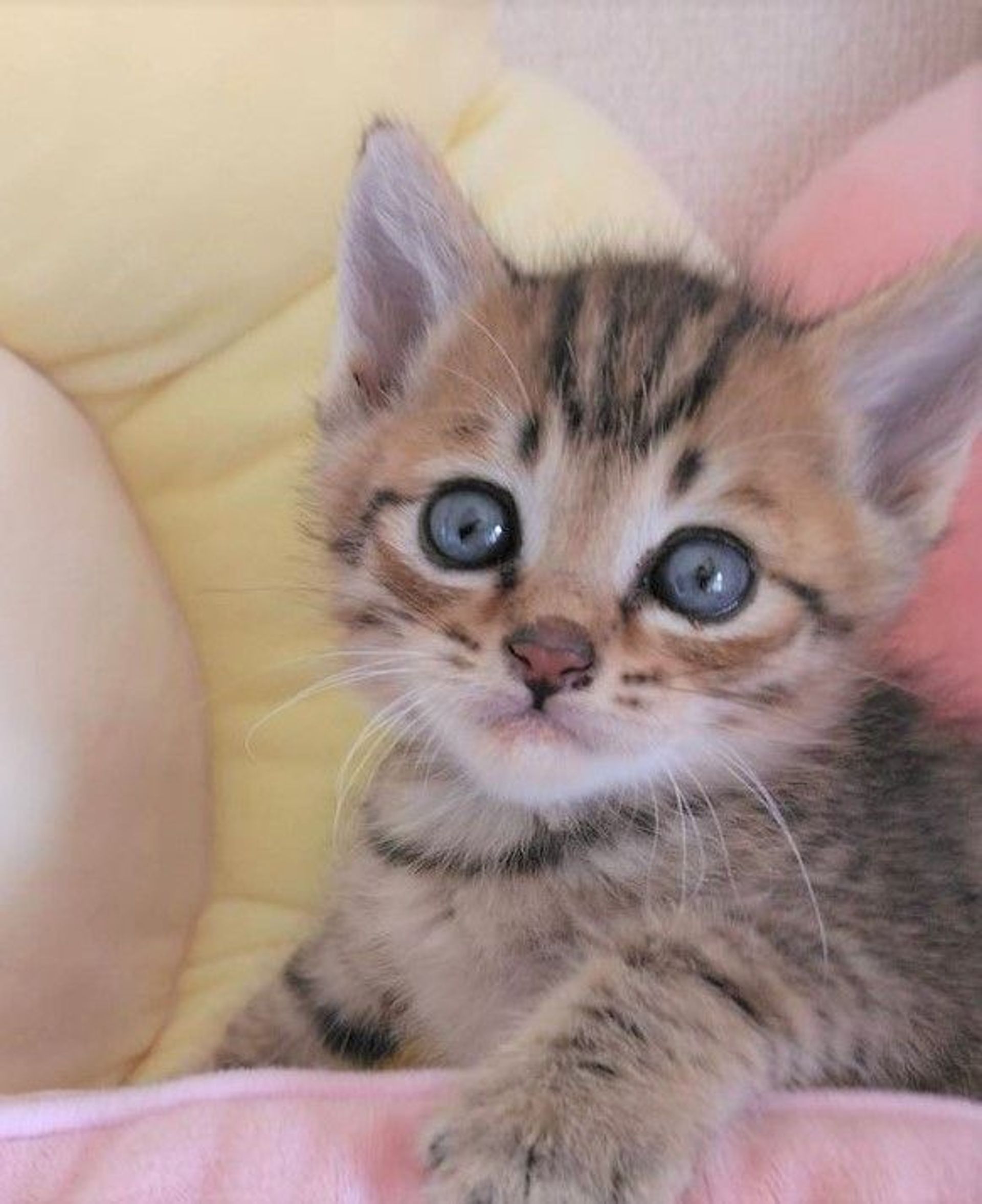 雑種（ミックス猫）・オスの里親募集の写真