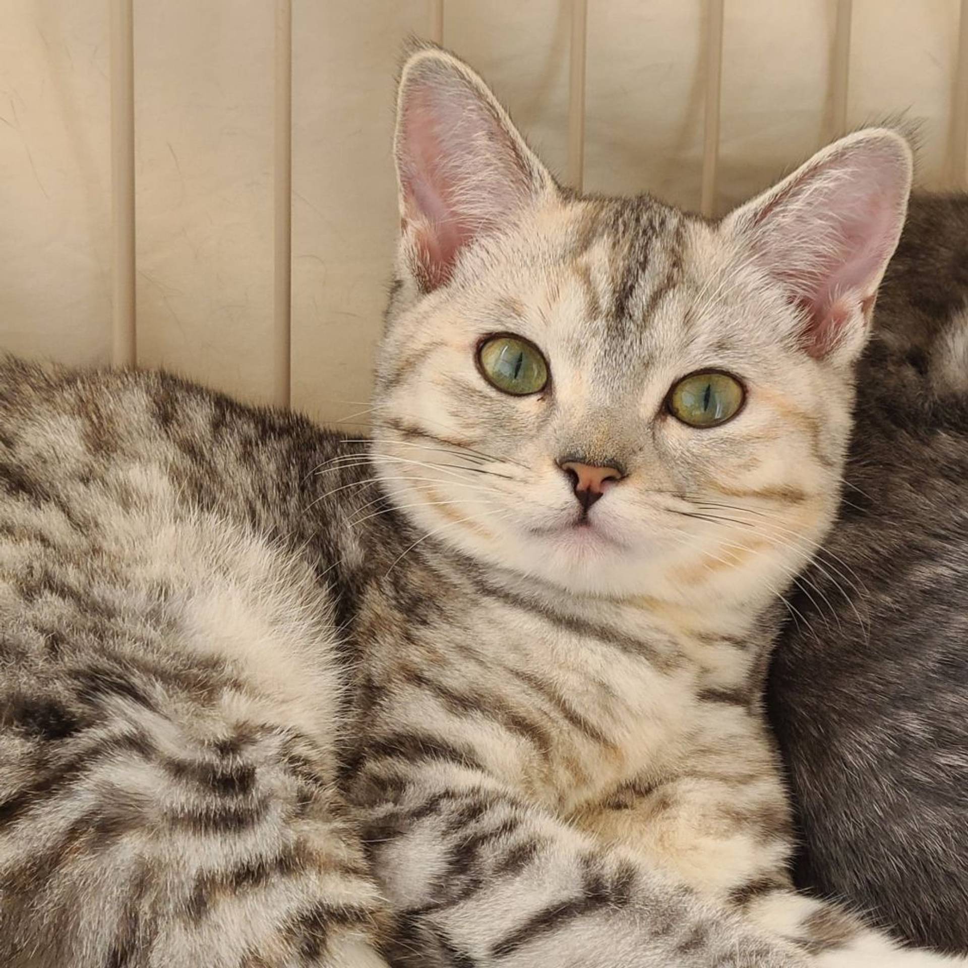 雑種（ミックス猫）・メスの里親募集の写真