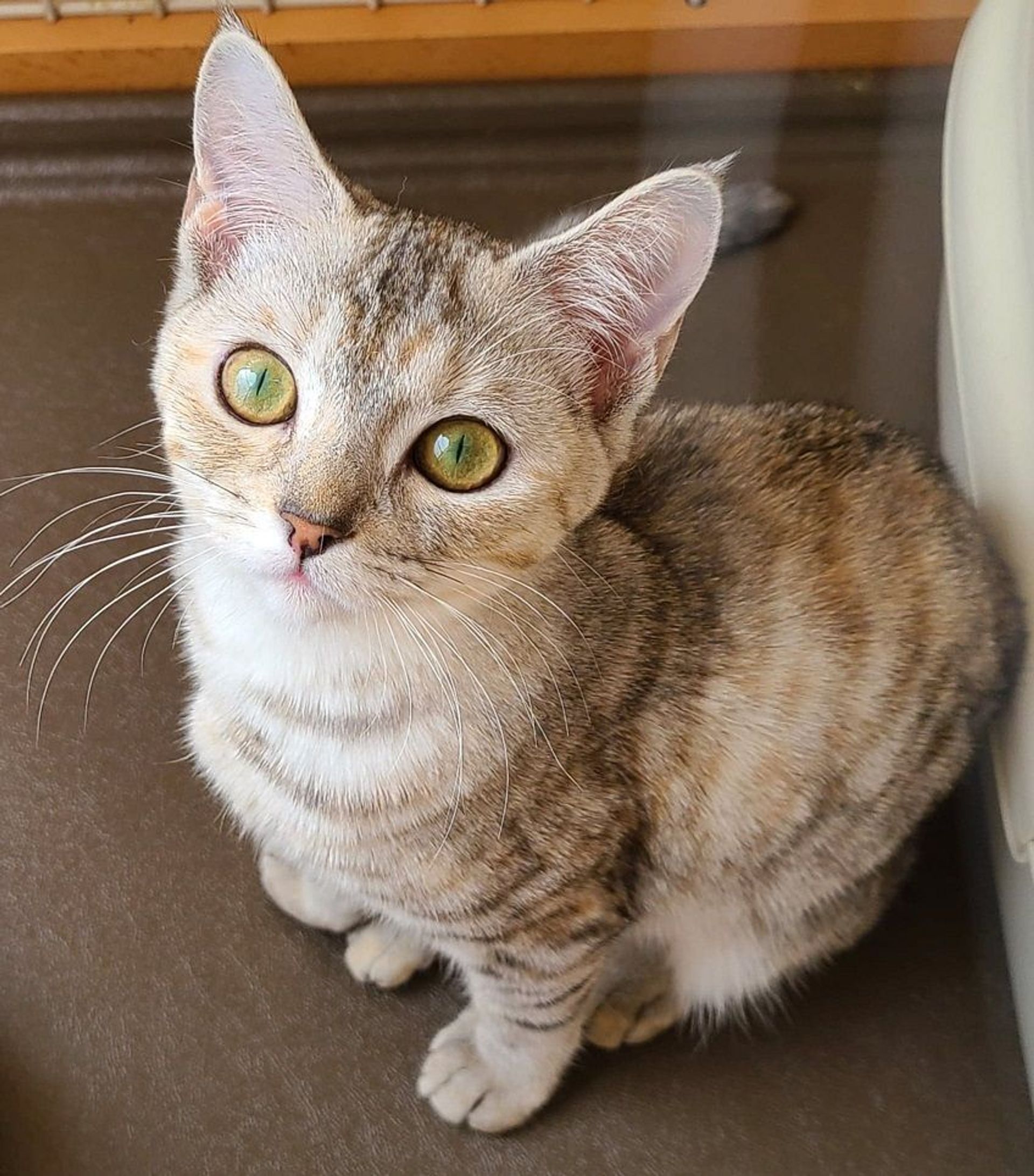雑種（ミックス猫）・メスの里親募集の写真