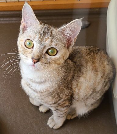 ののちゃんです