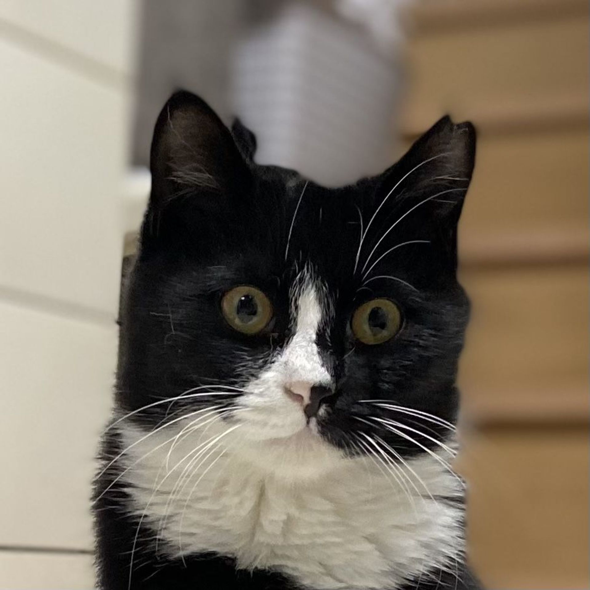 雑種（ミックス猫）・オスの里親募集の写真