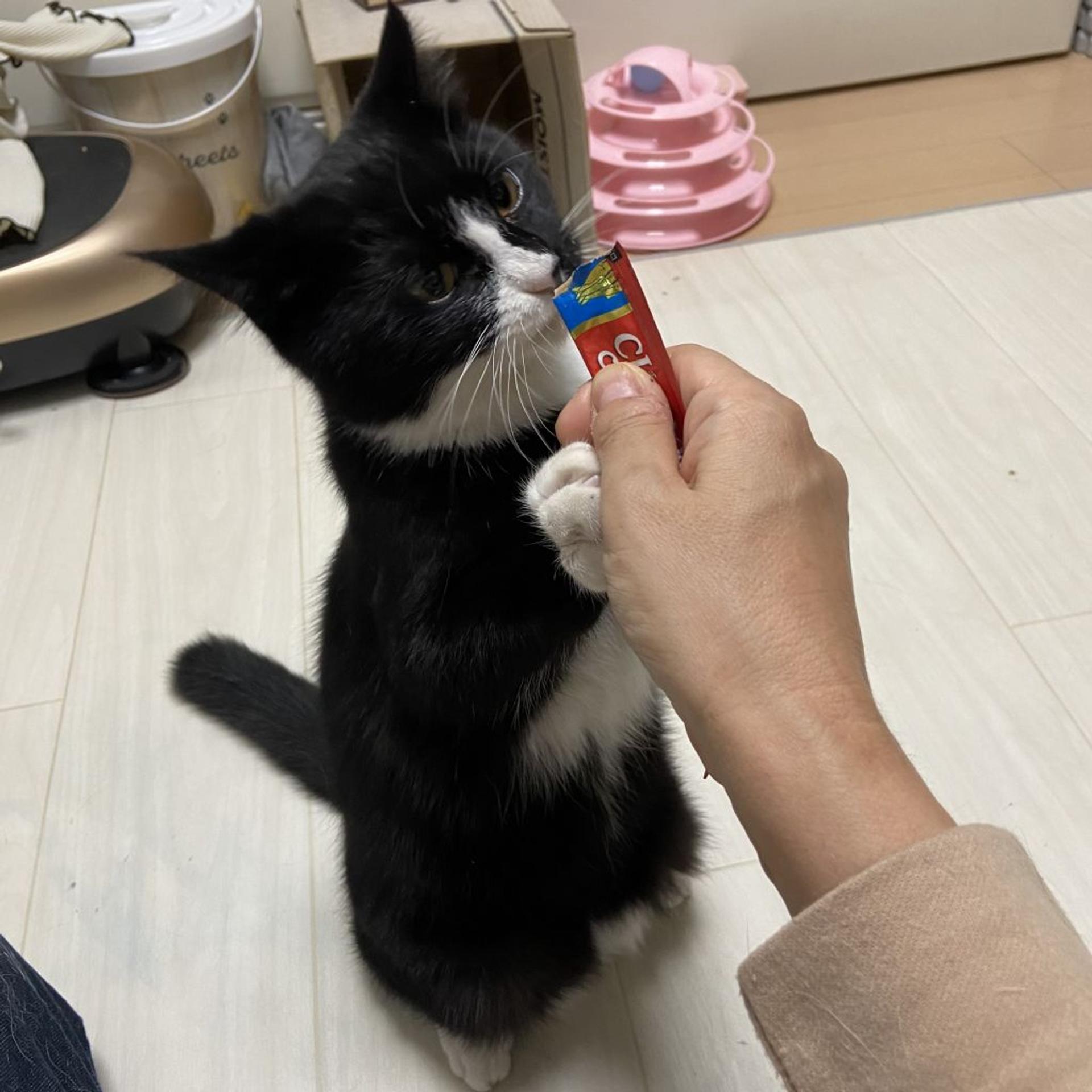 pet-image-3