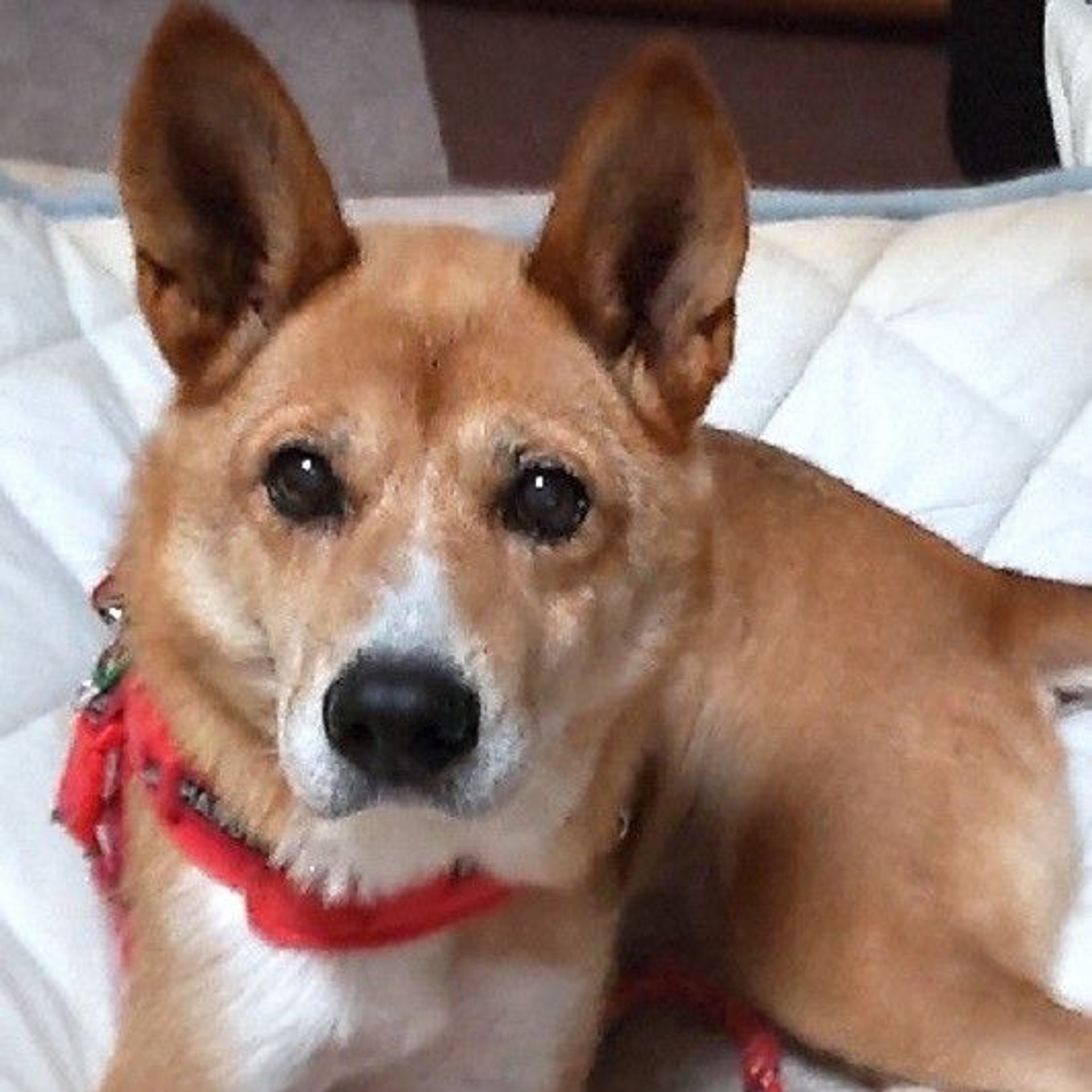 雑種（ミックス犬）・メスの里親募集の写真