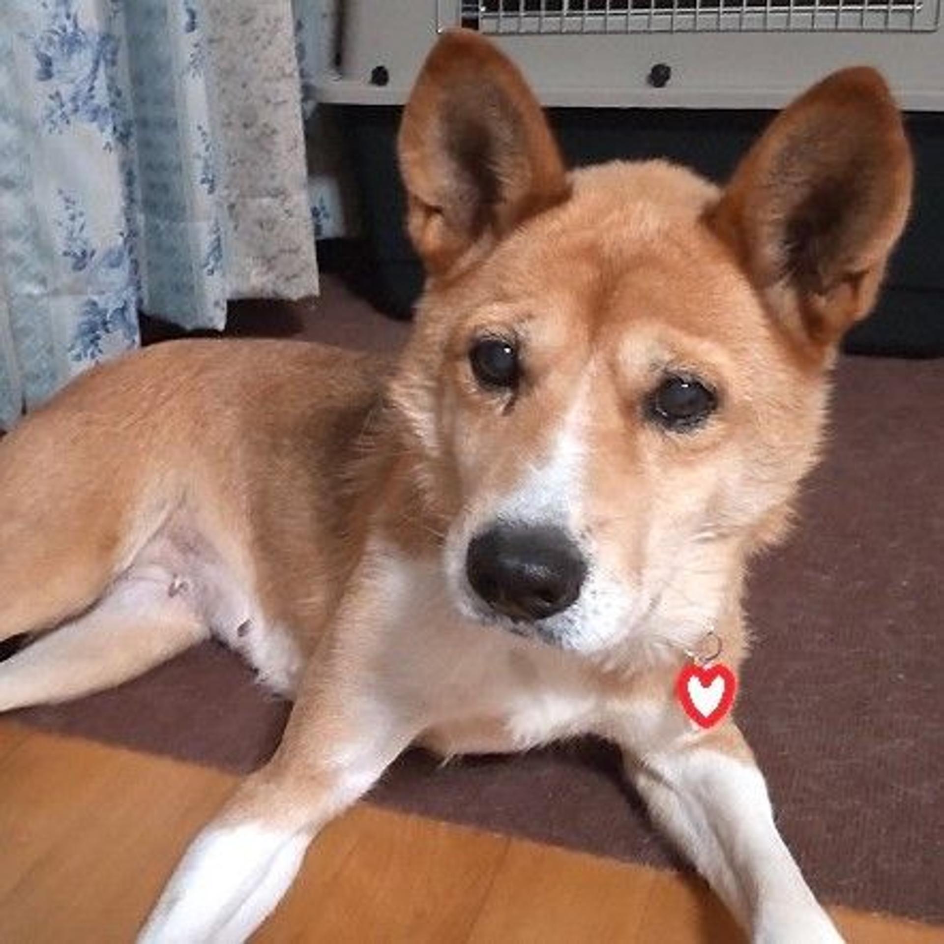 pet-image-3