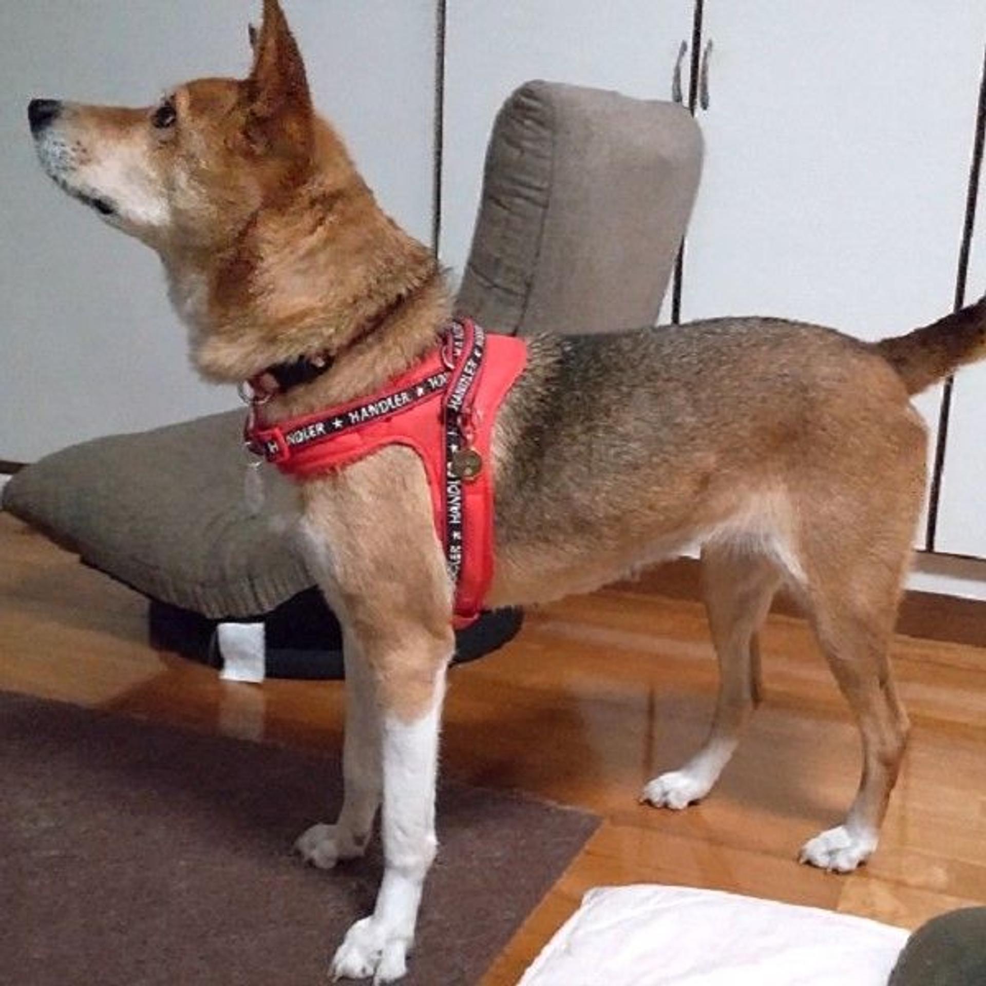 pet-image-4