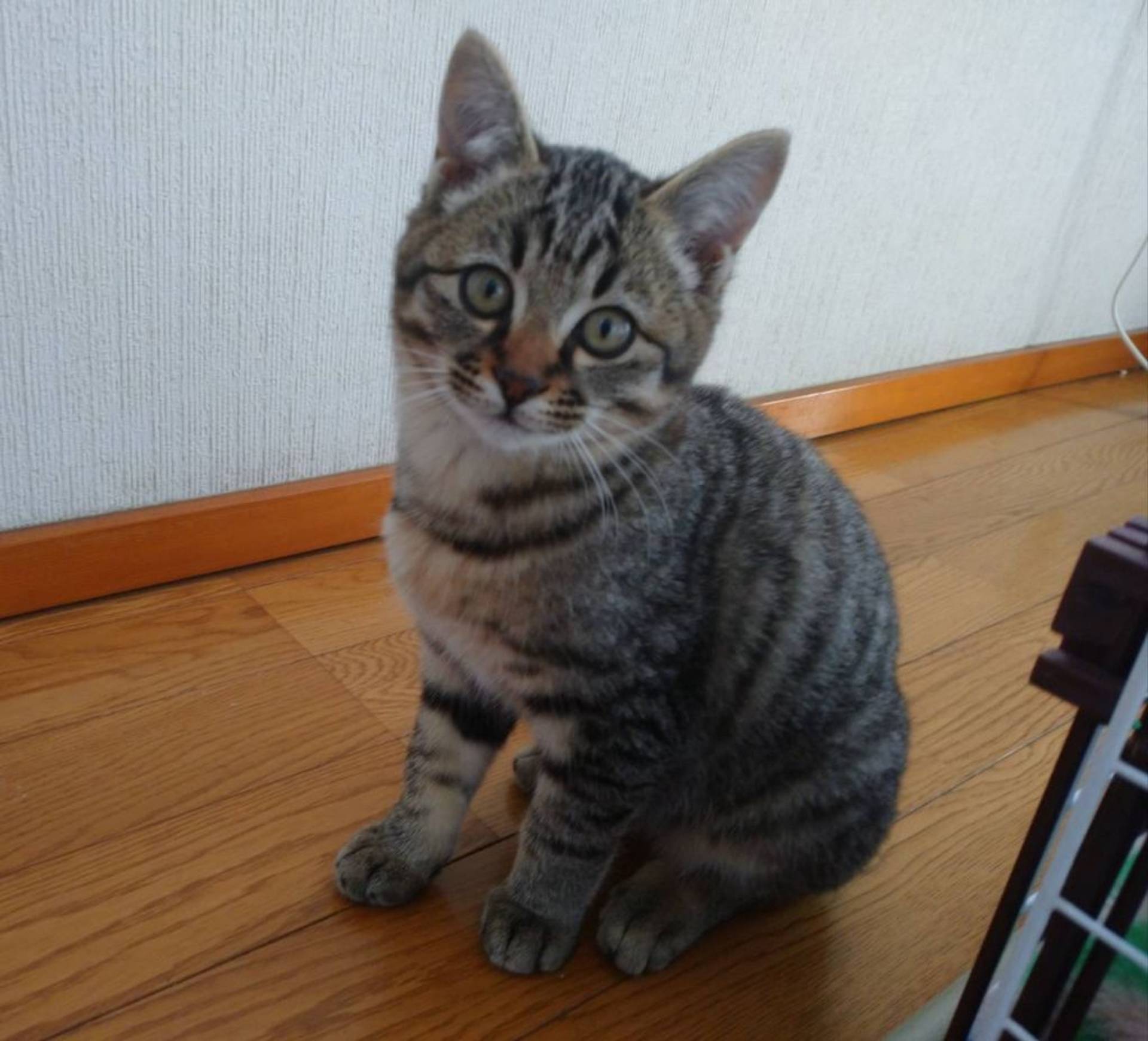 雑種（ミックス猫）・オスの里親募集の写真