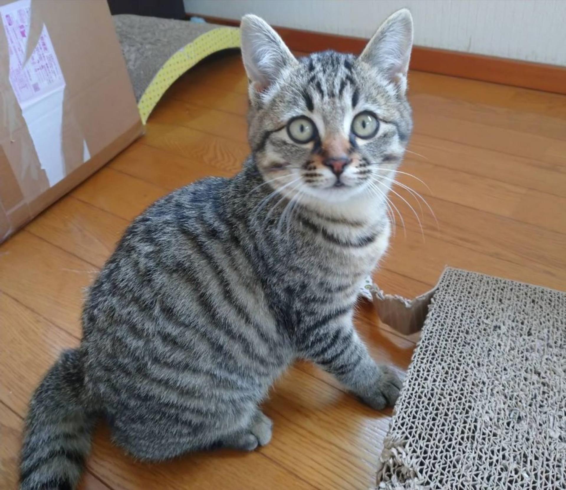 pet-image-2