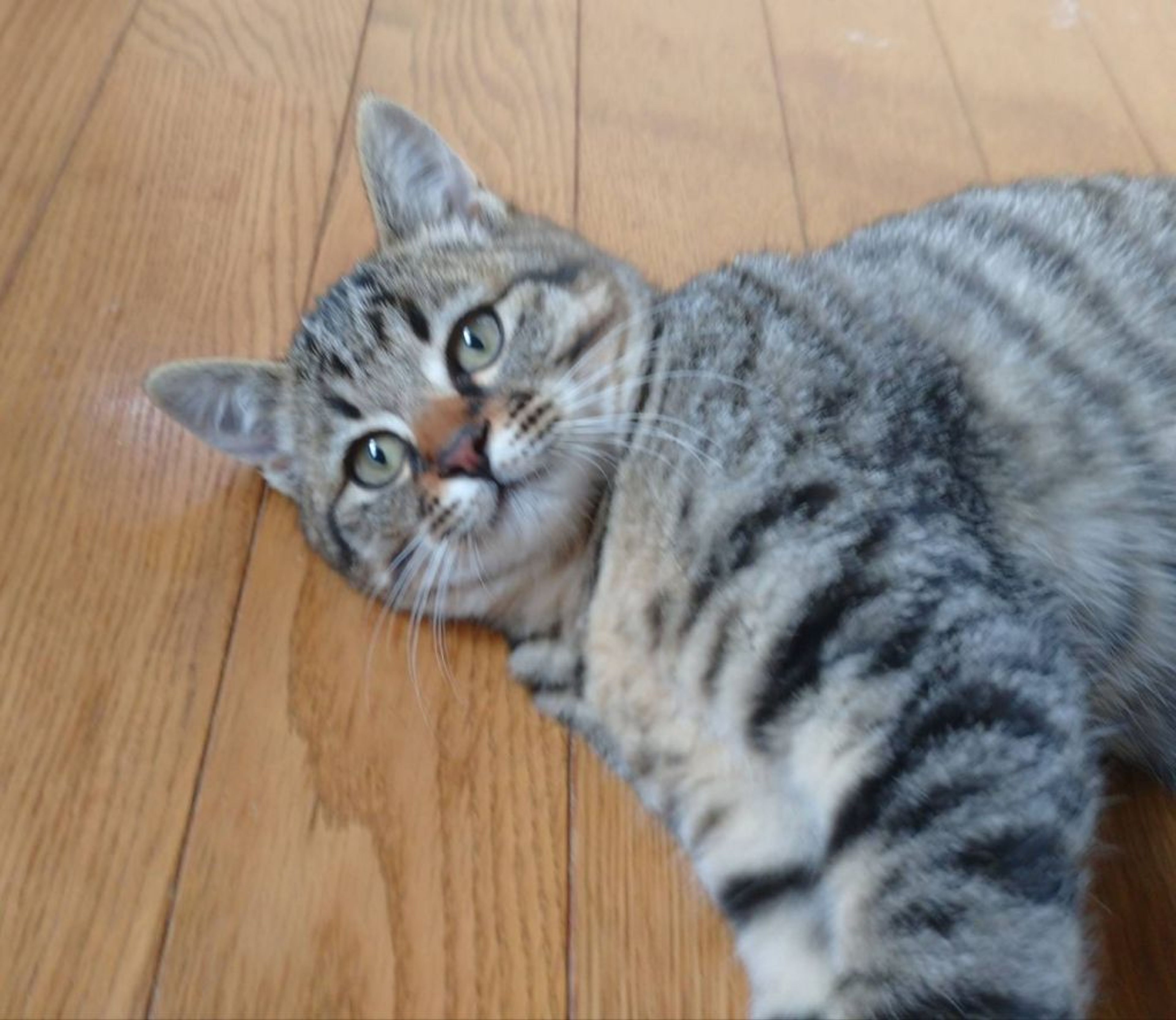 pet-image-3