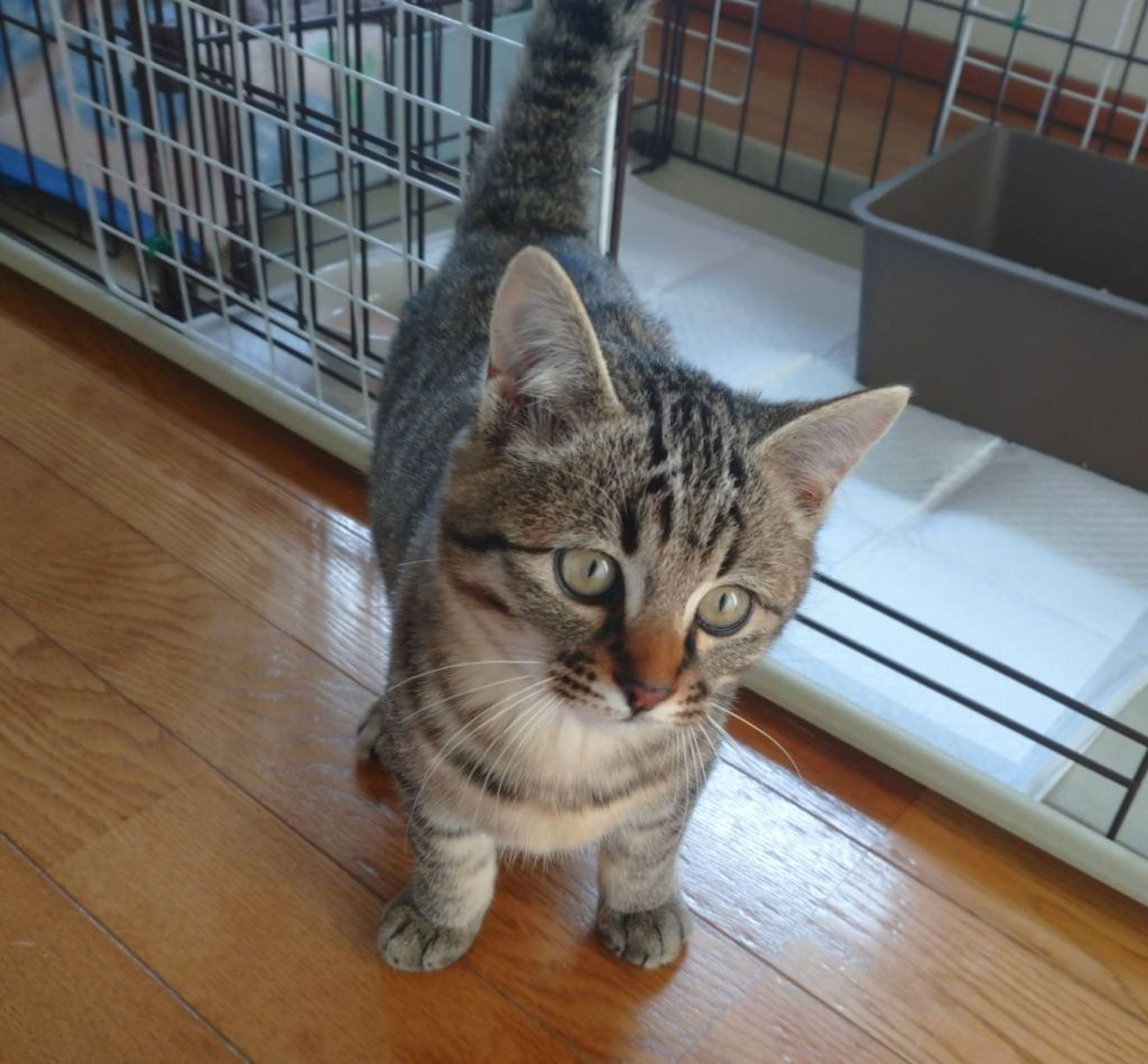 pet-image-4
