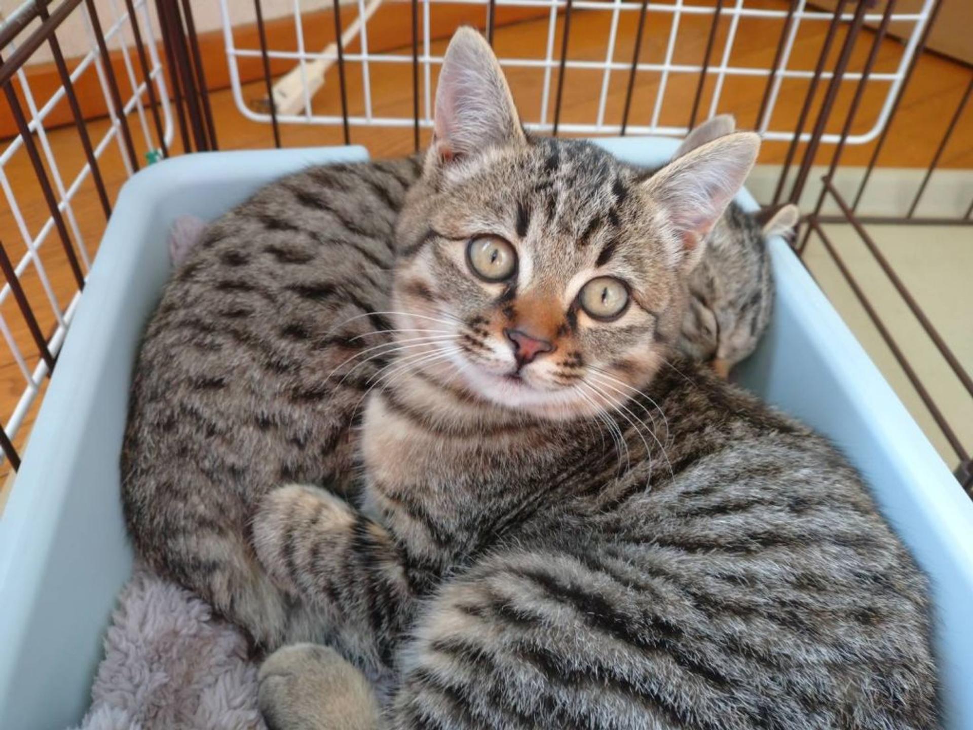 pet-image-5