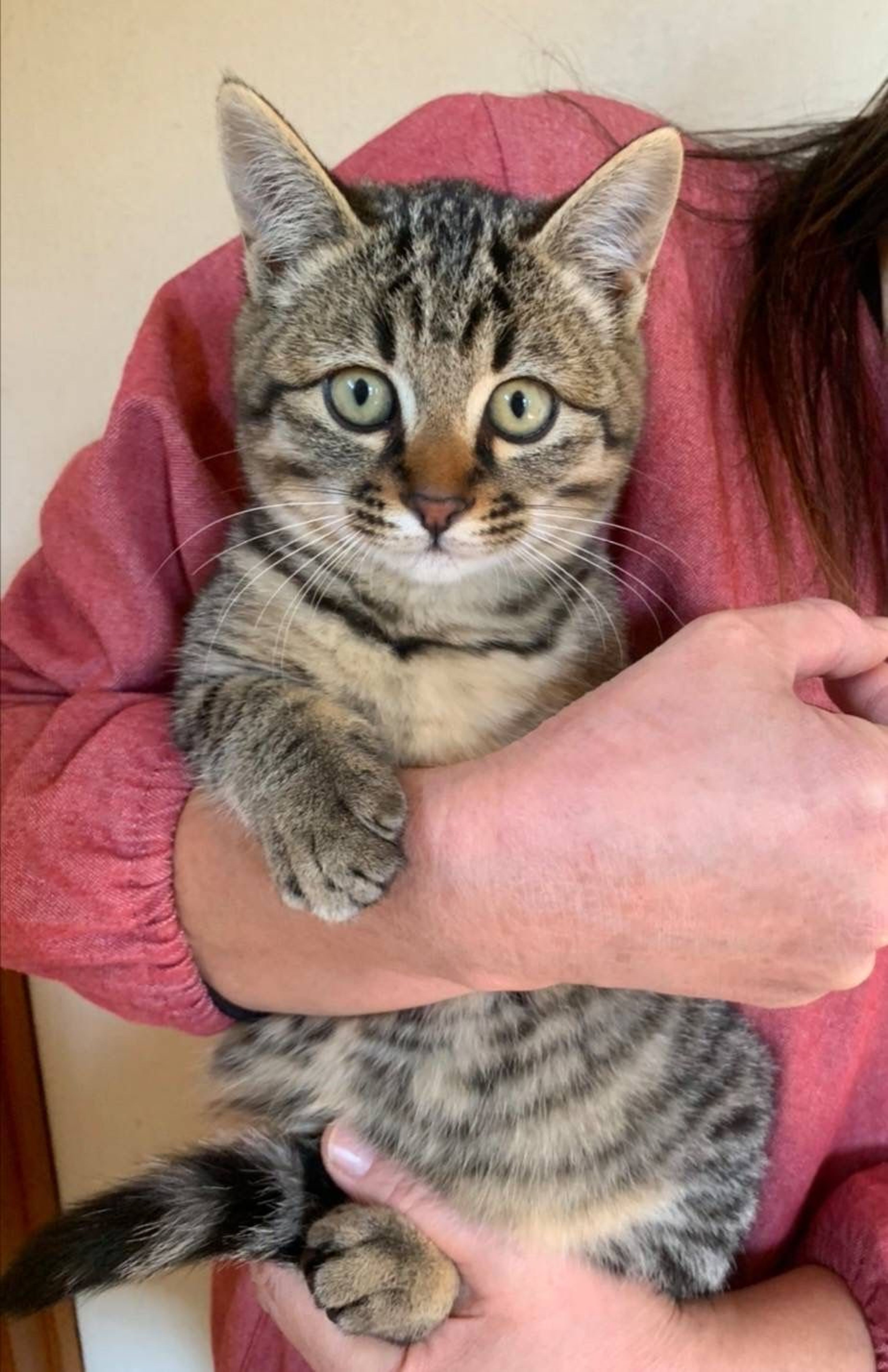 pet-image-6