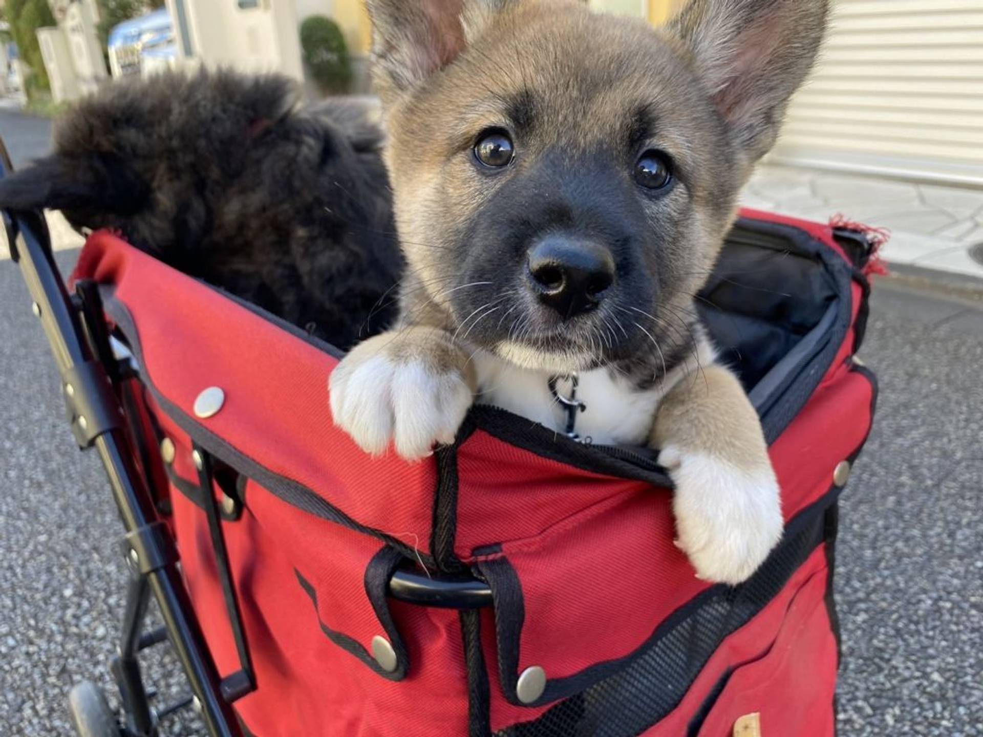 雑種（ミックス犬）・メスの里親募集の写真
