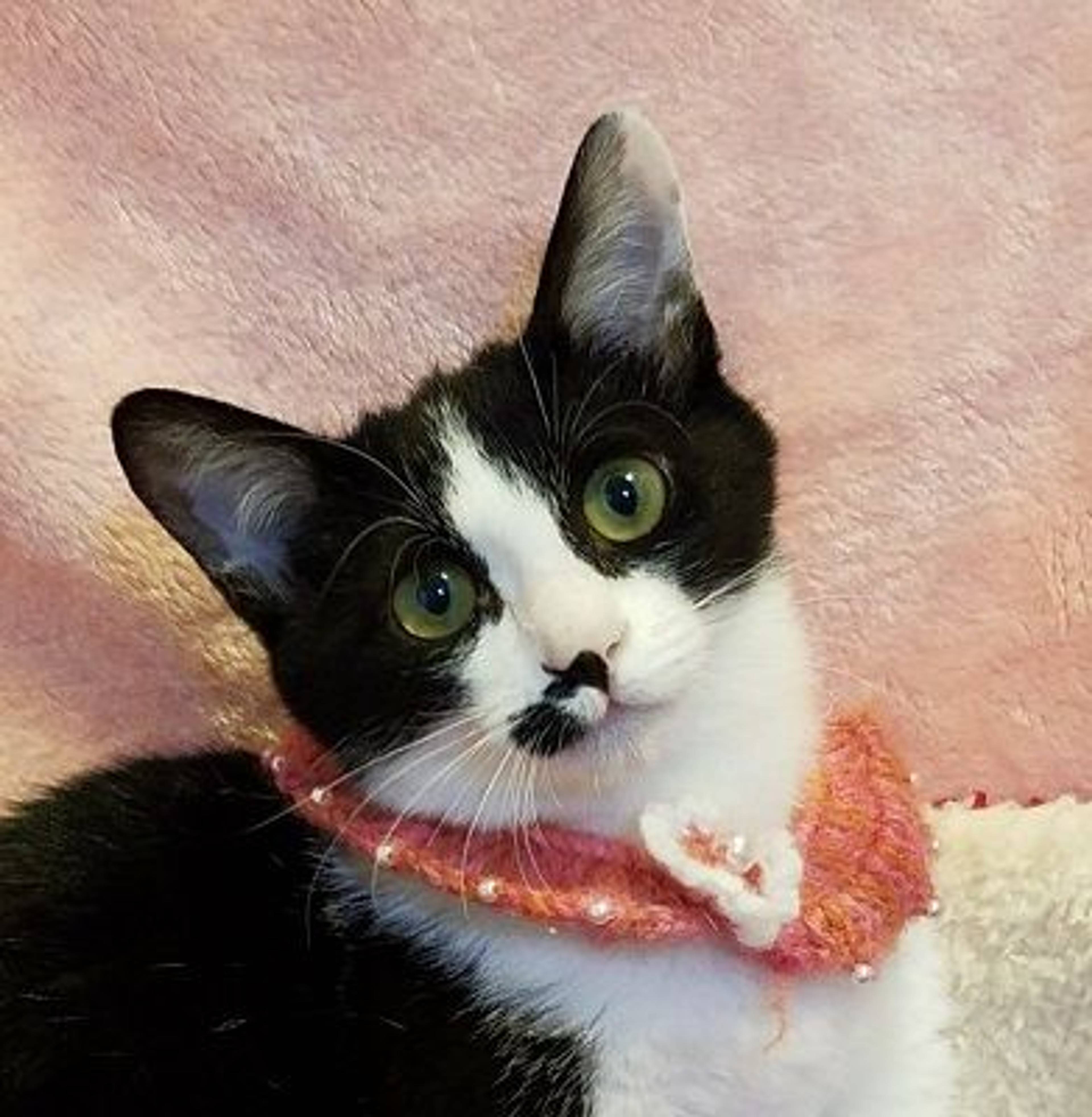 雑種（ミックス猫）・メスの里親募集の写真