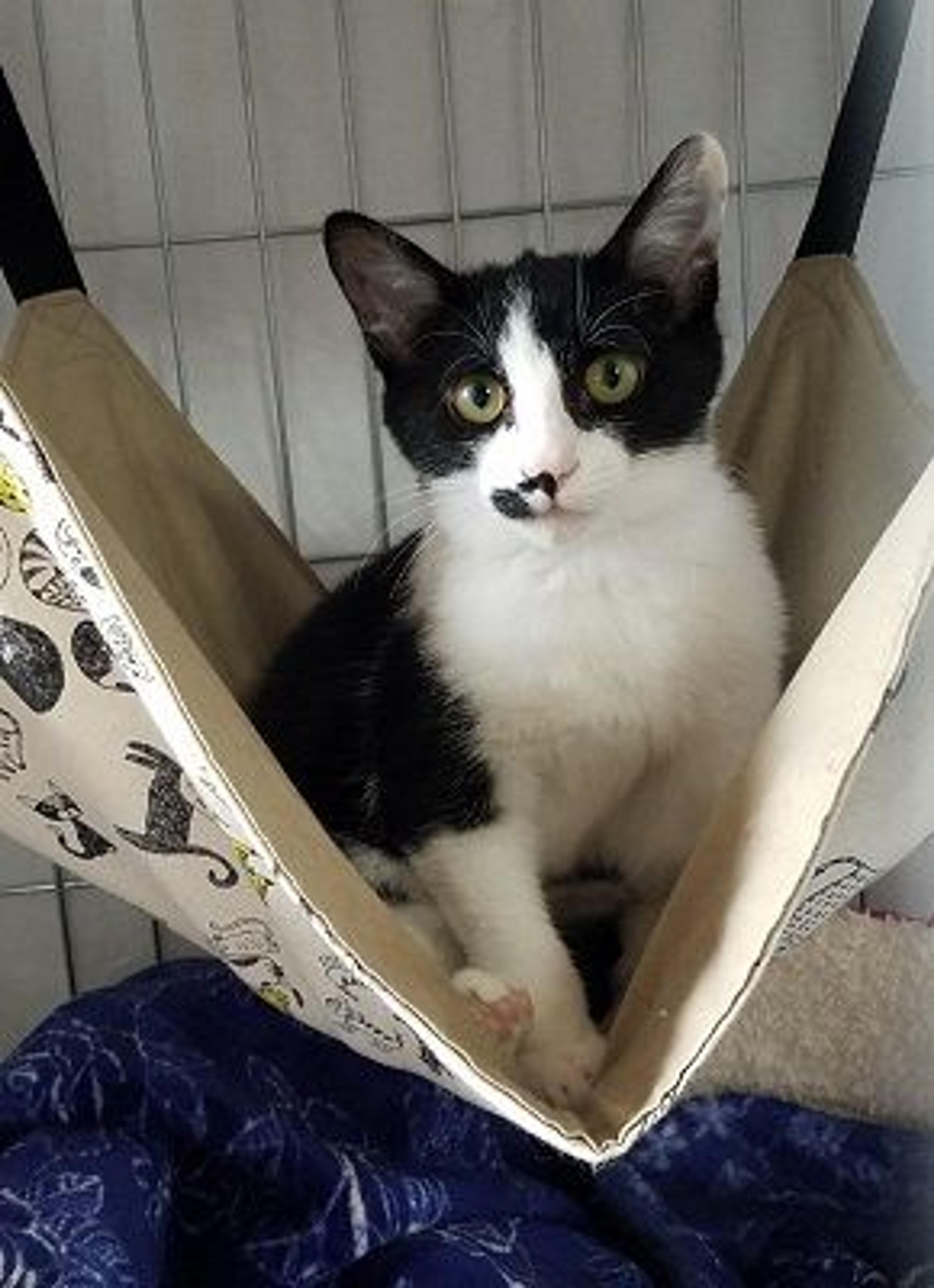 pet-image-3