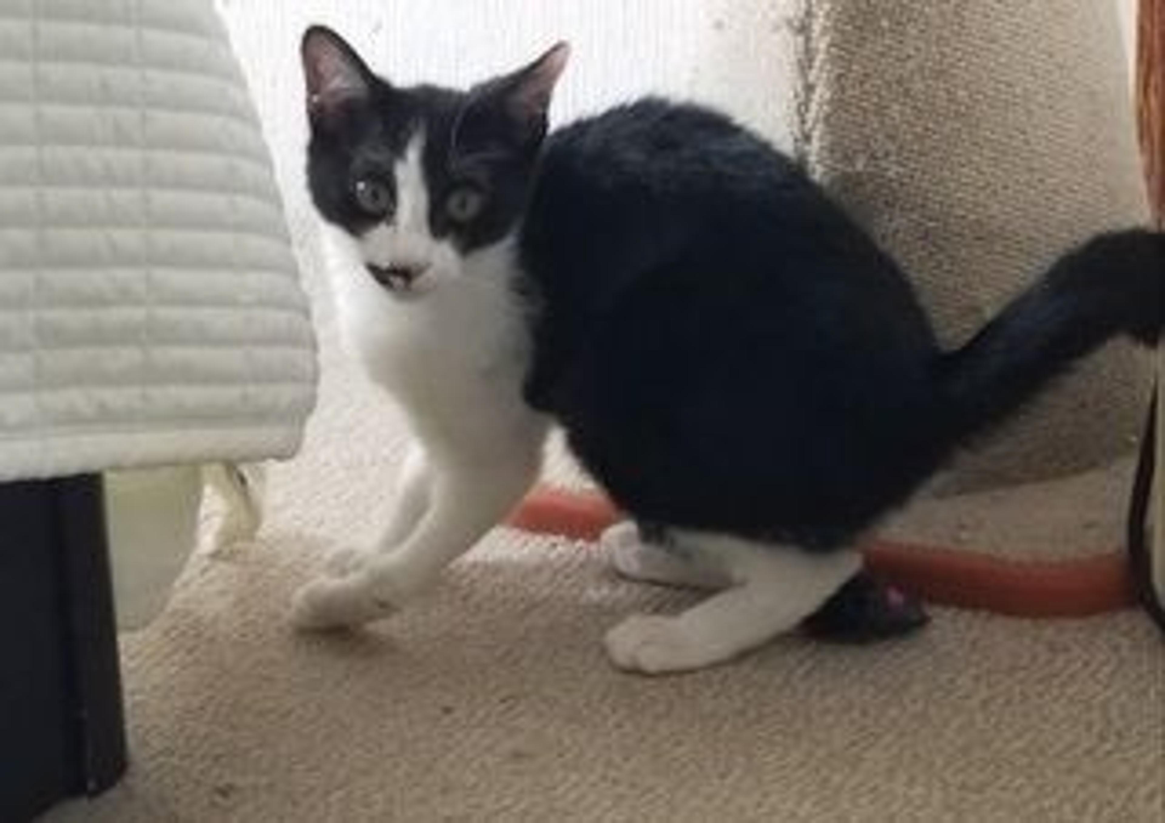 pet-image-2