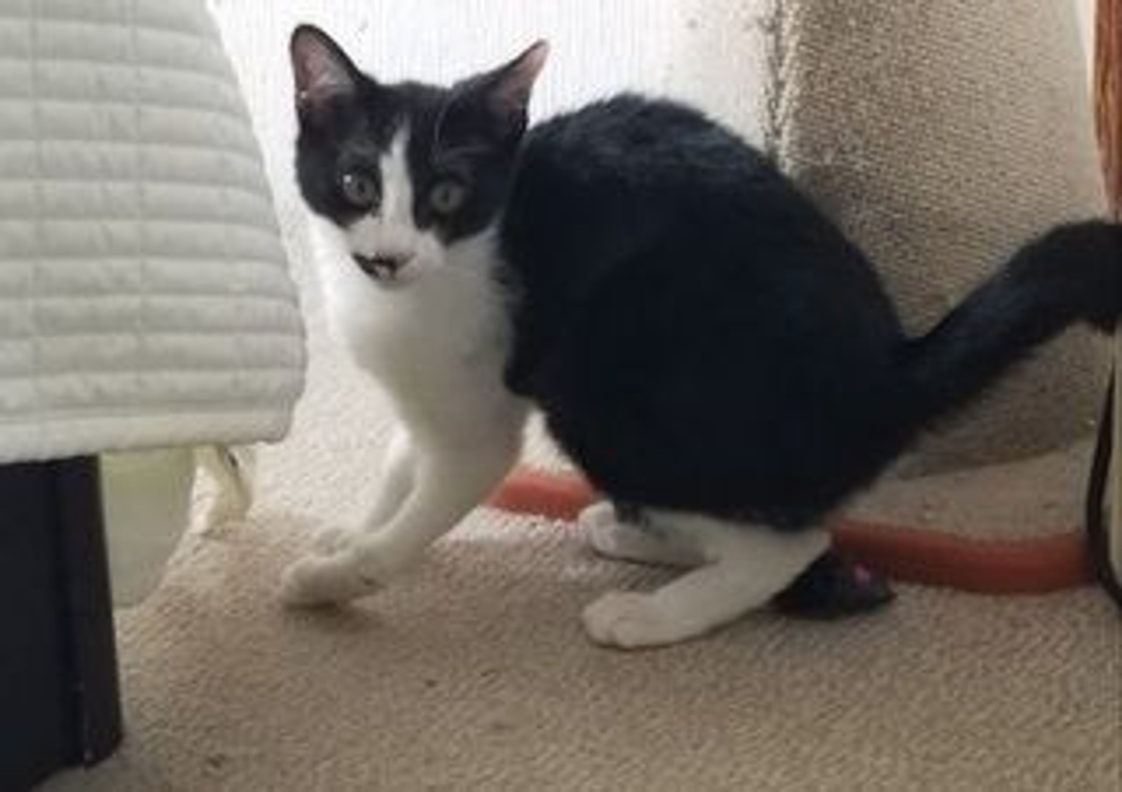 pet-image-2