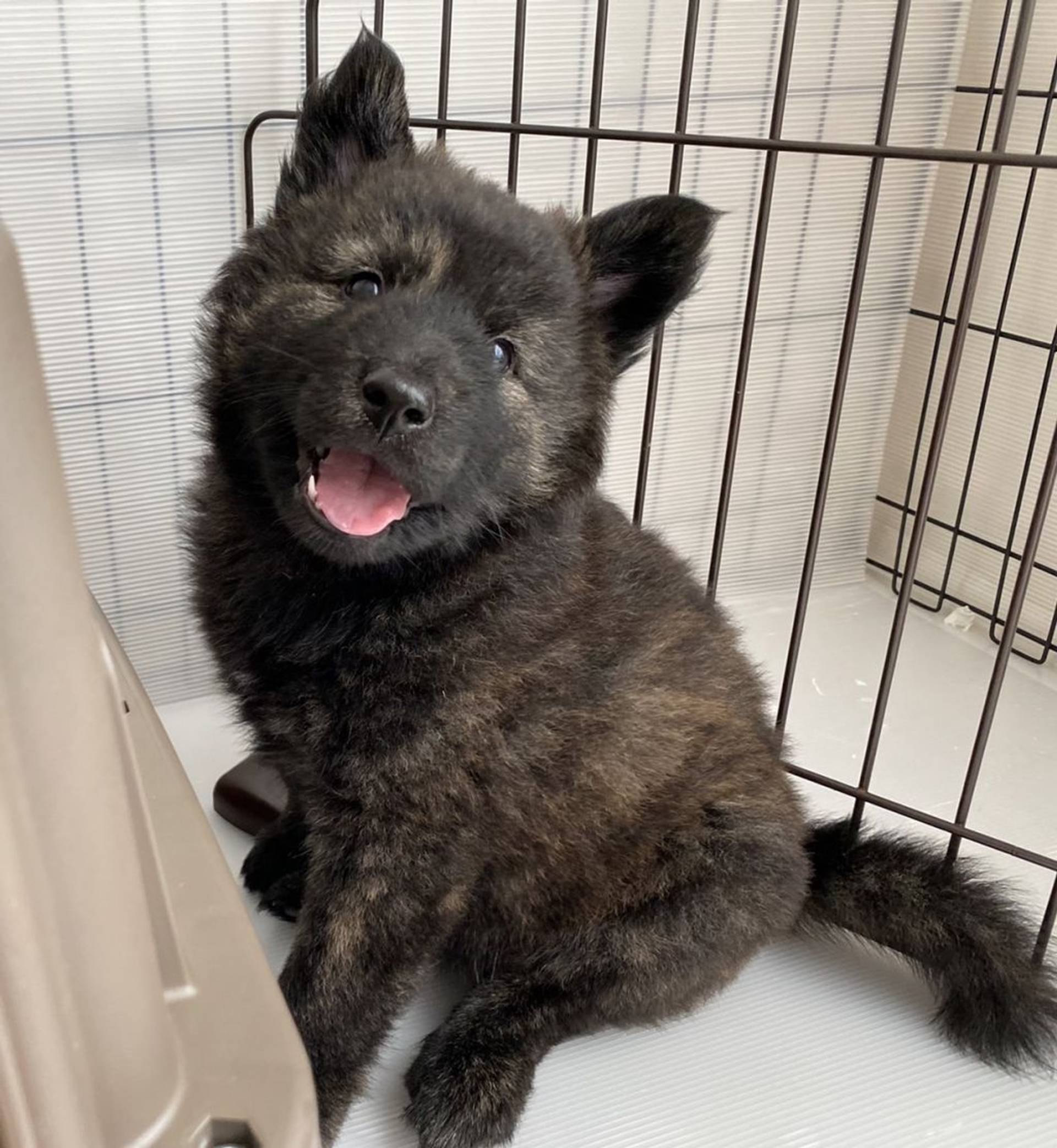 雑種（ミックス犬）・オスの里親募集の写真