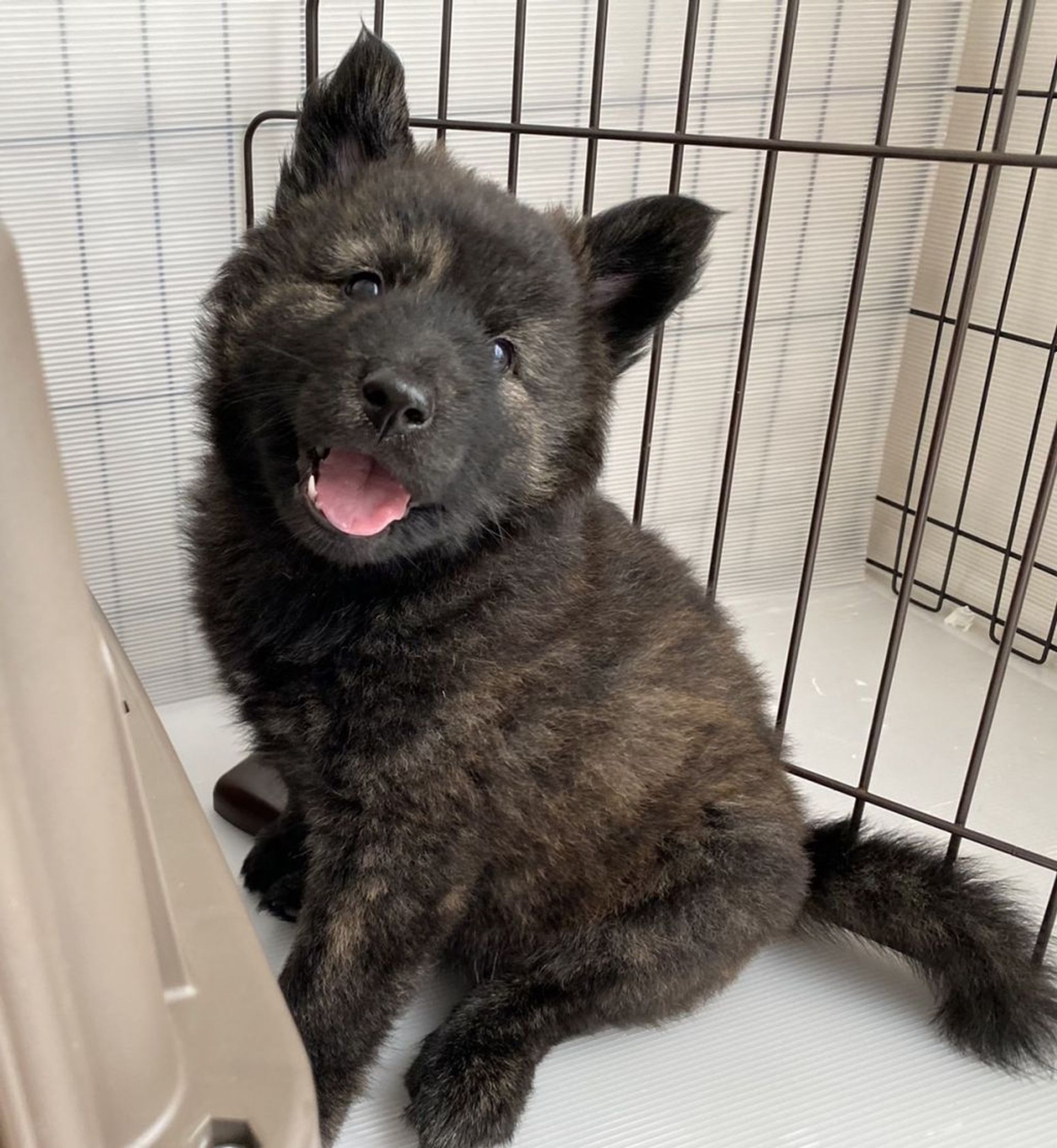 雑種（ミックス犬）・オスの里親募集の写真