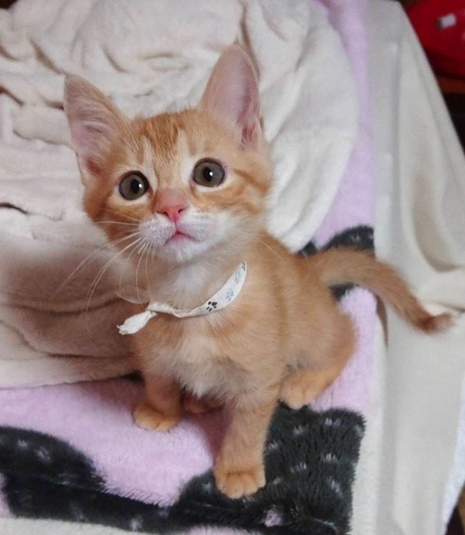 雑種（ミックス猫）・メスの里親募集の写真