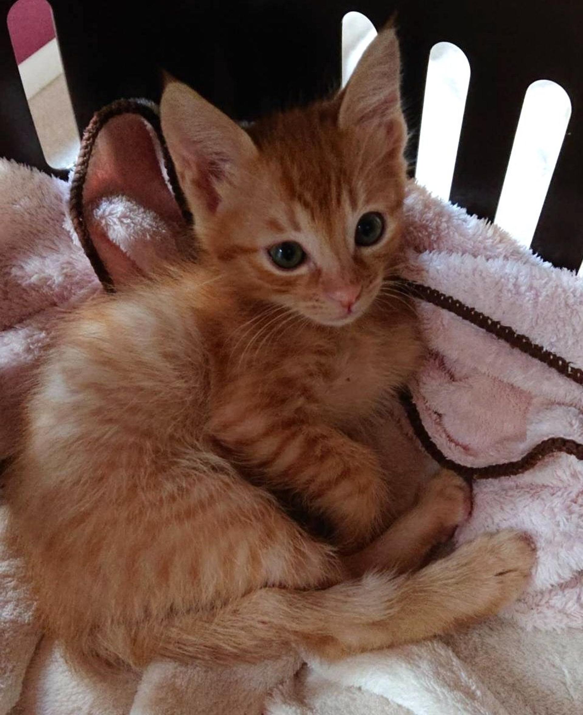 pet-image-3