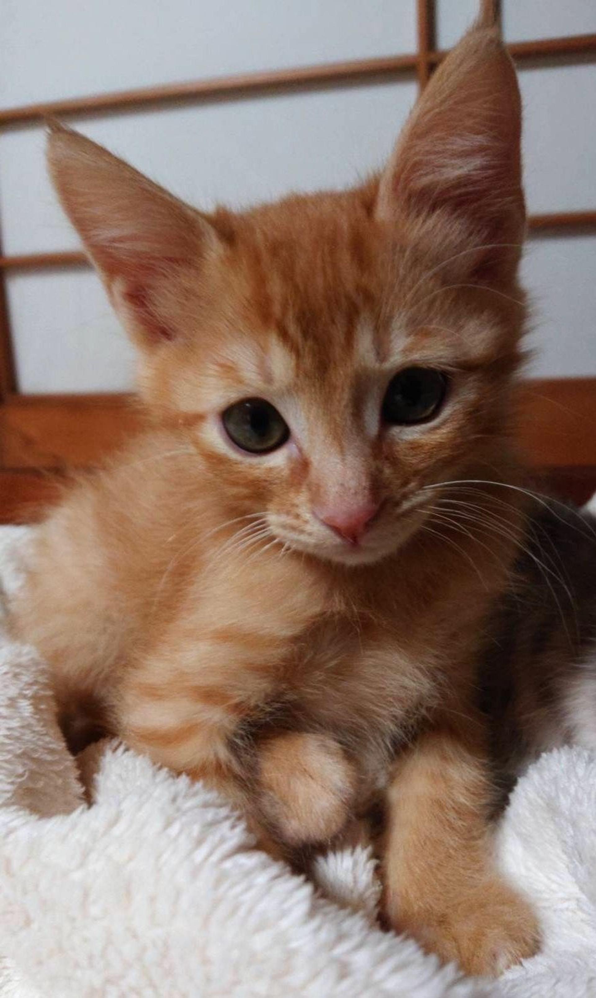 pet-image-4