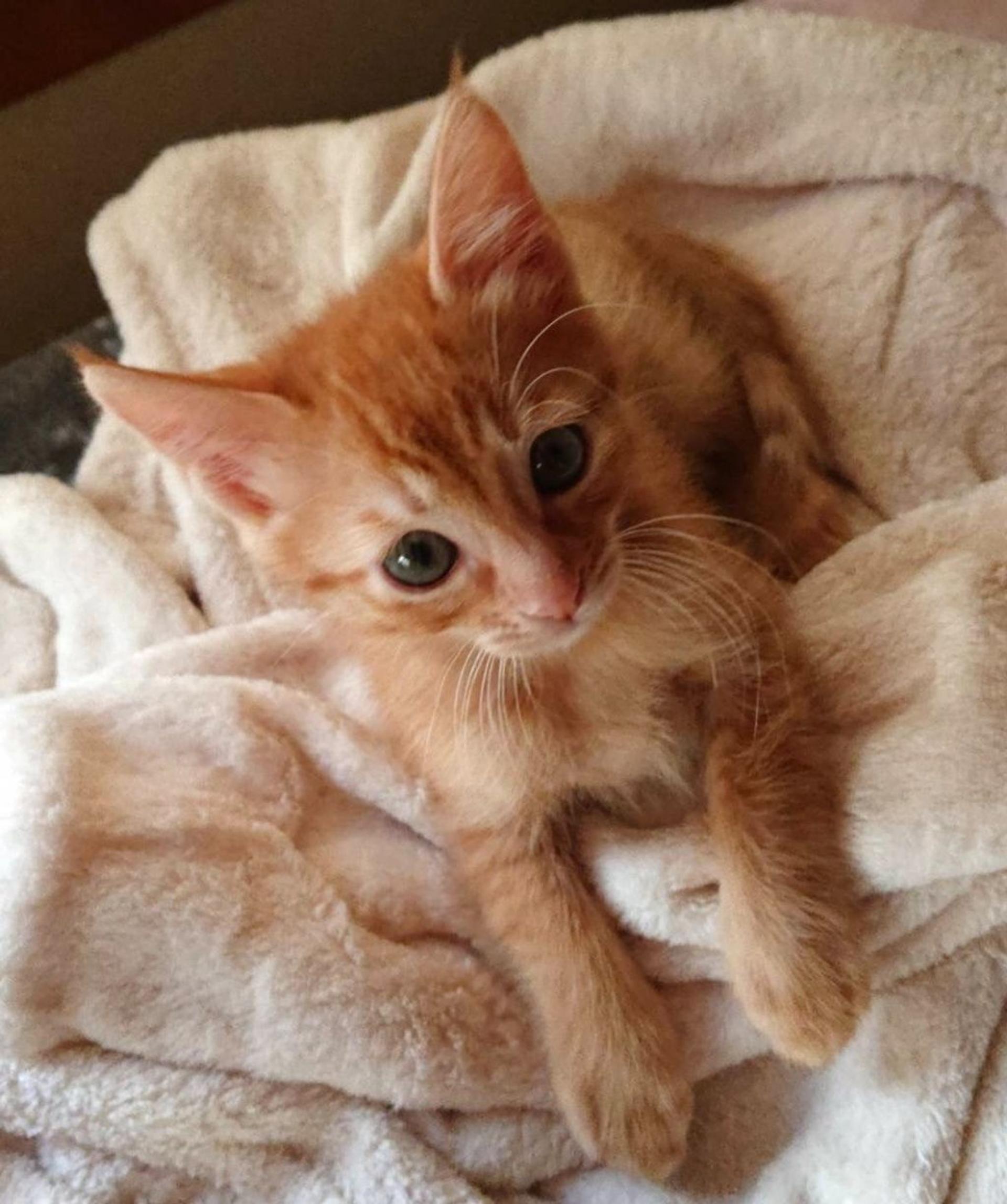 pet-image-5