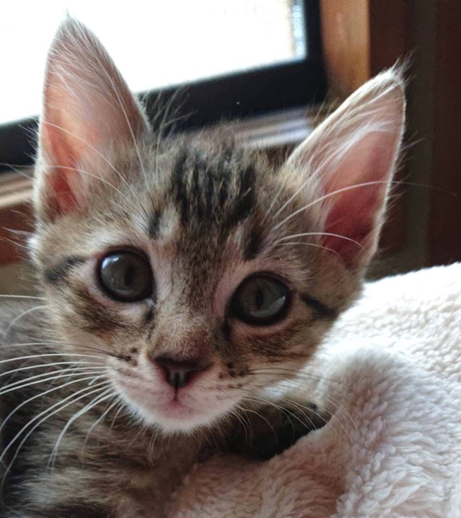 雑種（ミックス猫）・オスの里親募集の写真