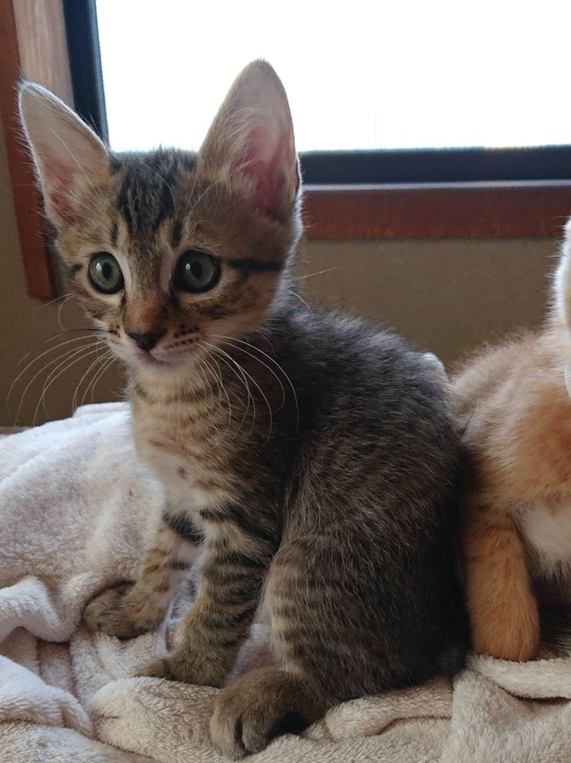 pet-image-2