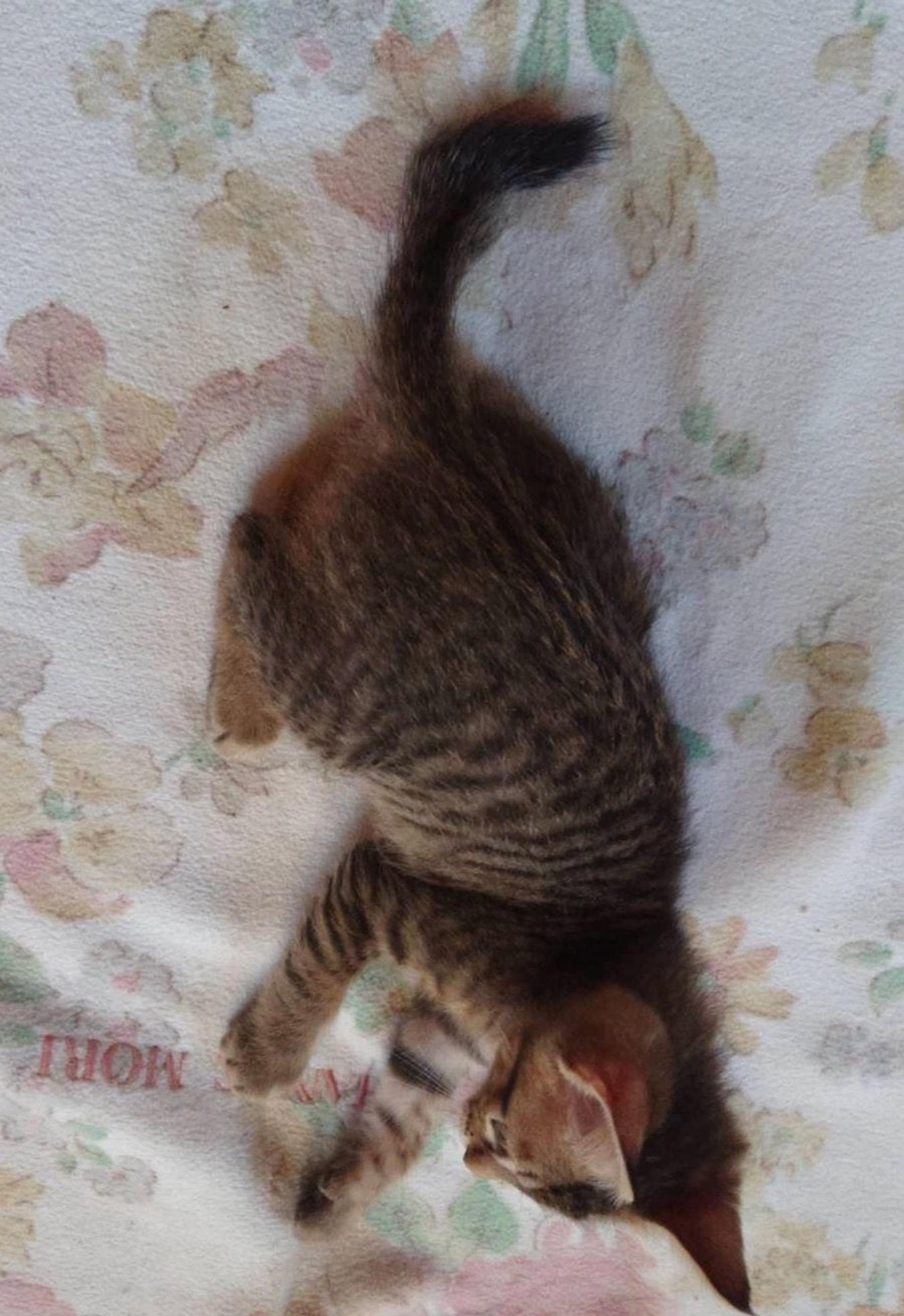 pet-image-4