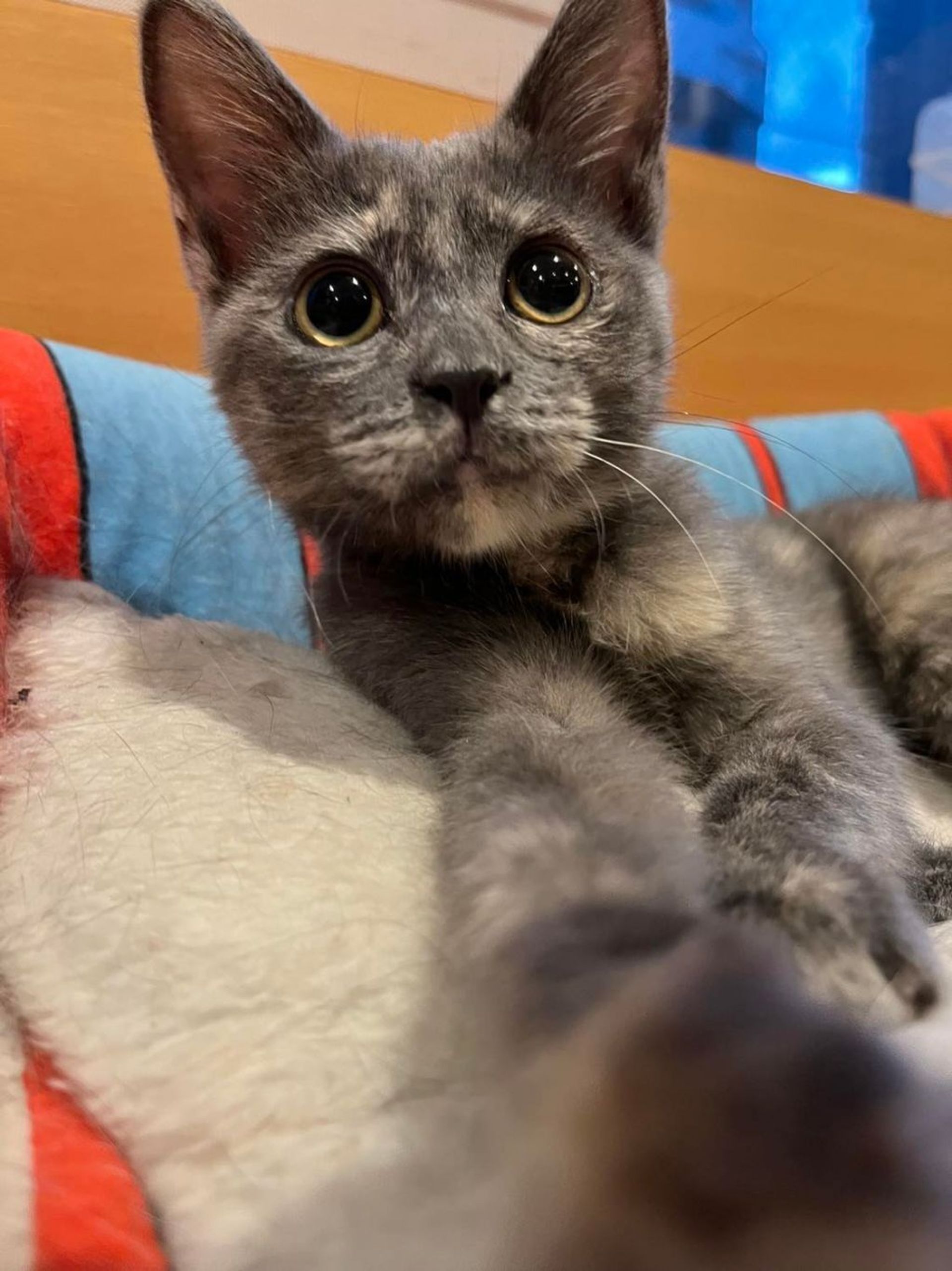 雑種（ミックス猫）・メスの里親募集の写真