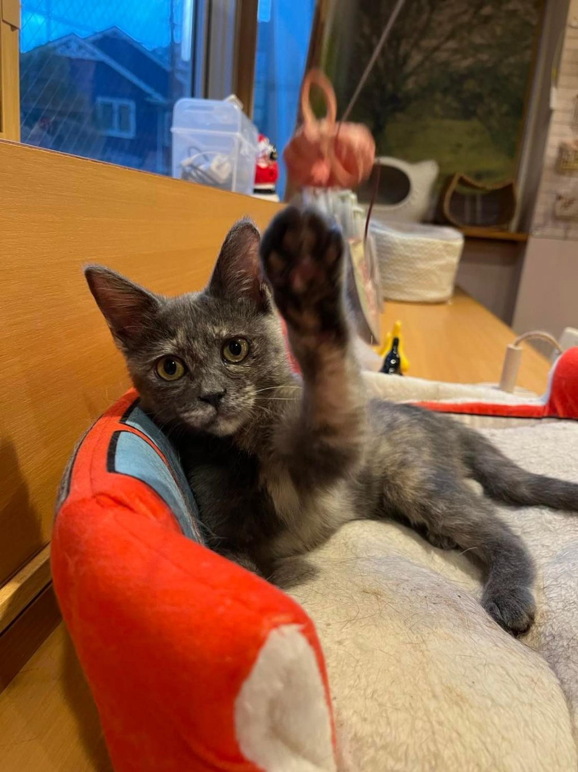 pet-image-2