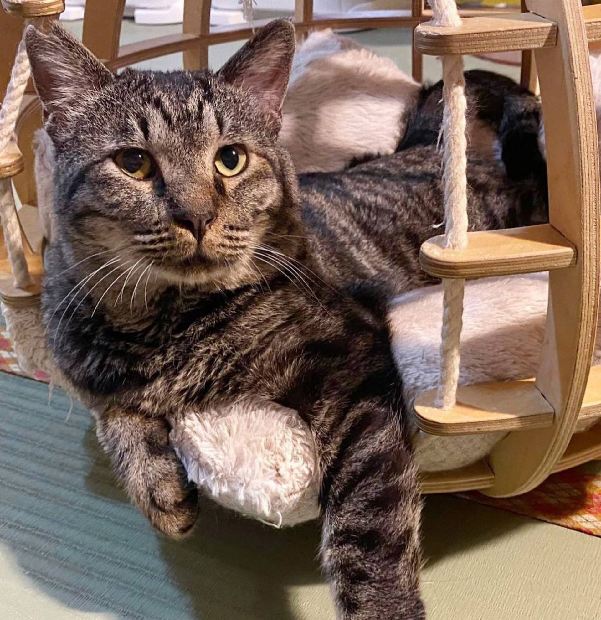 雑種（ミックス猫）・オスの里親募集の写真