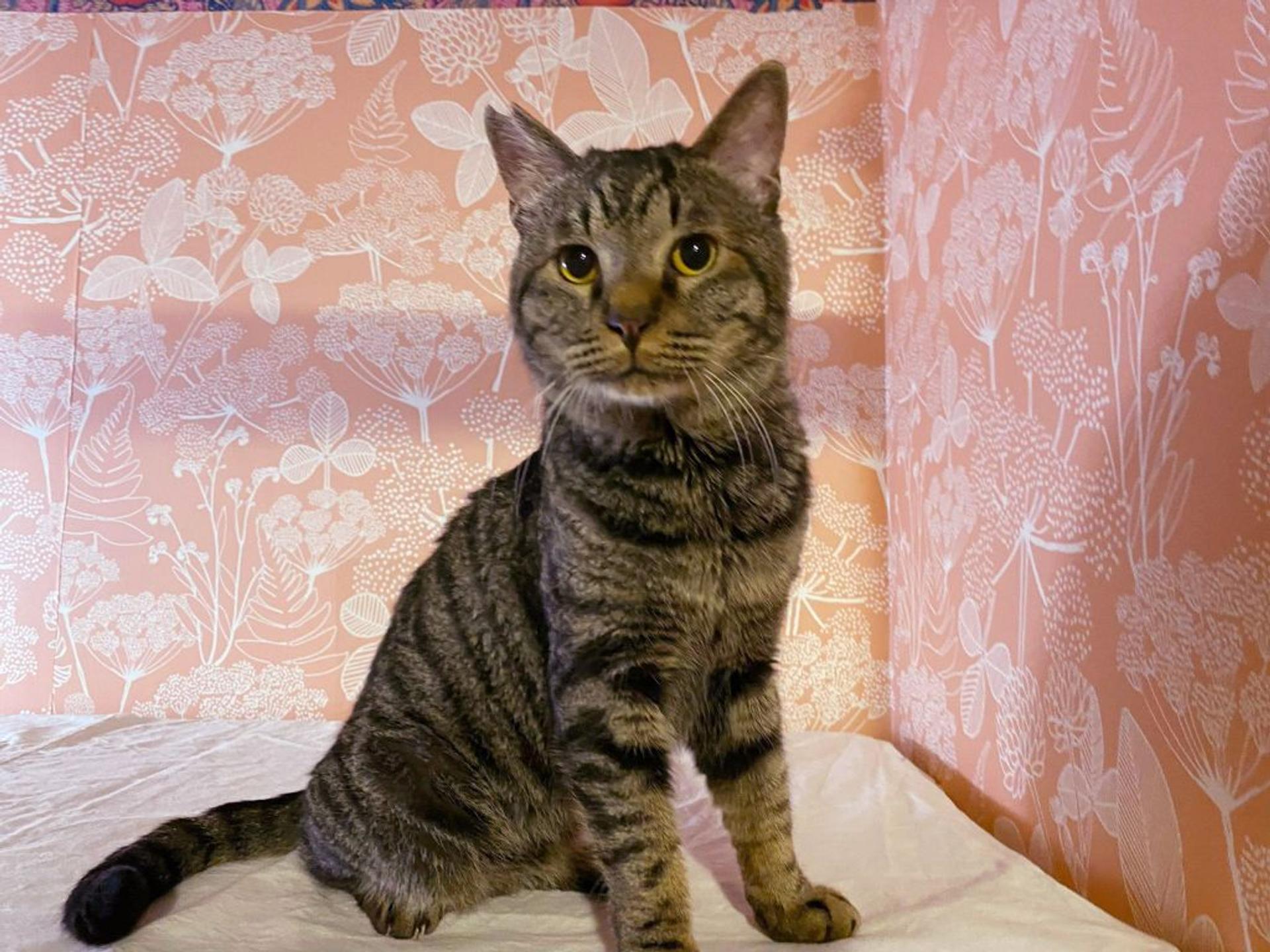 pet-image-2