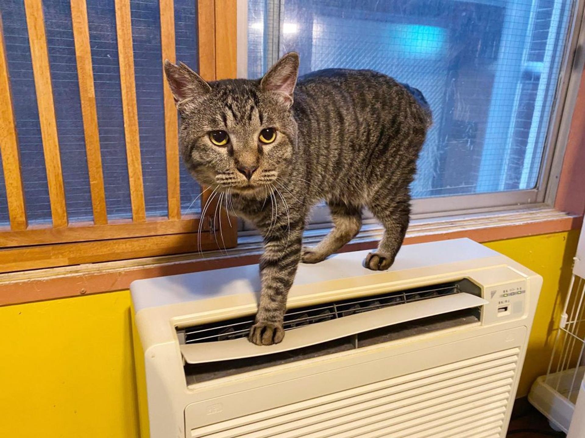 pet-image-3