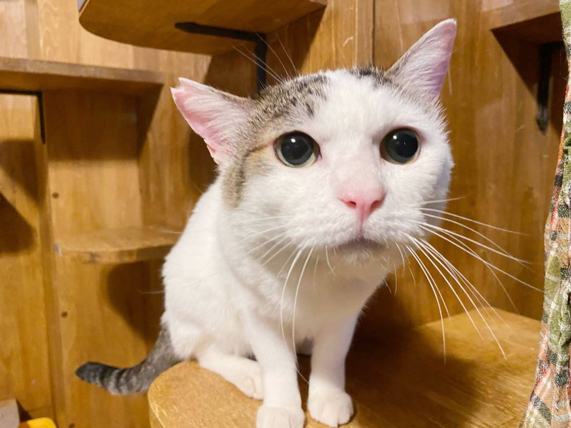 雑種（ミックス猫）・オスの里親募集の写真