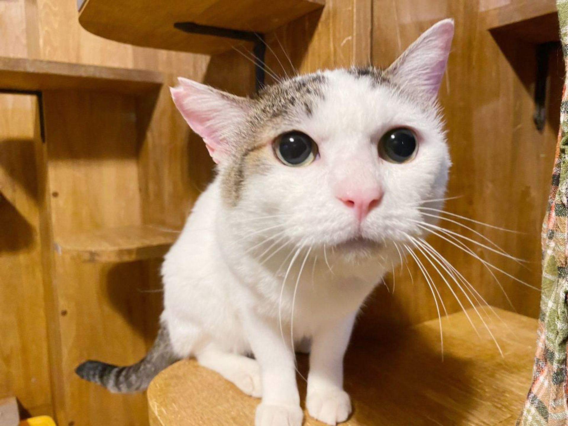 雑種（ミックス猫）・オスの里親募集の写真