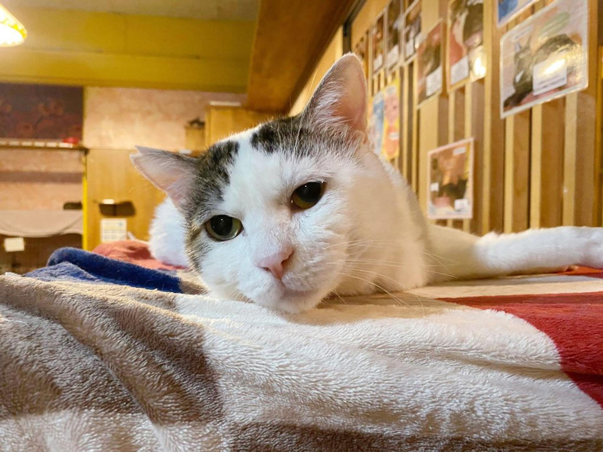 pet-image-3
