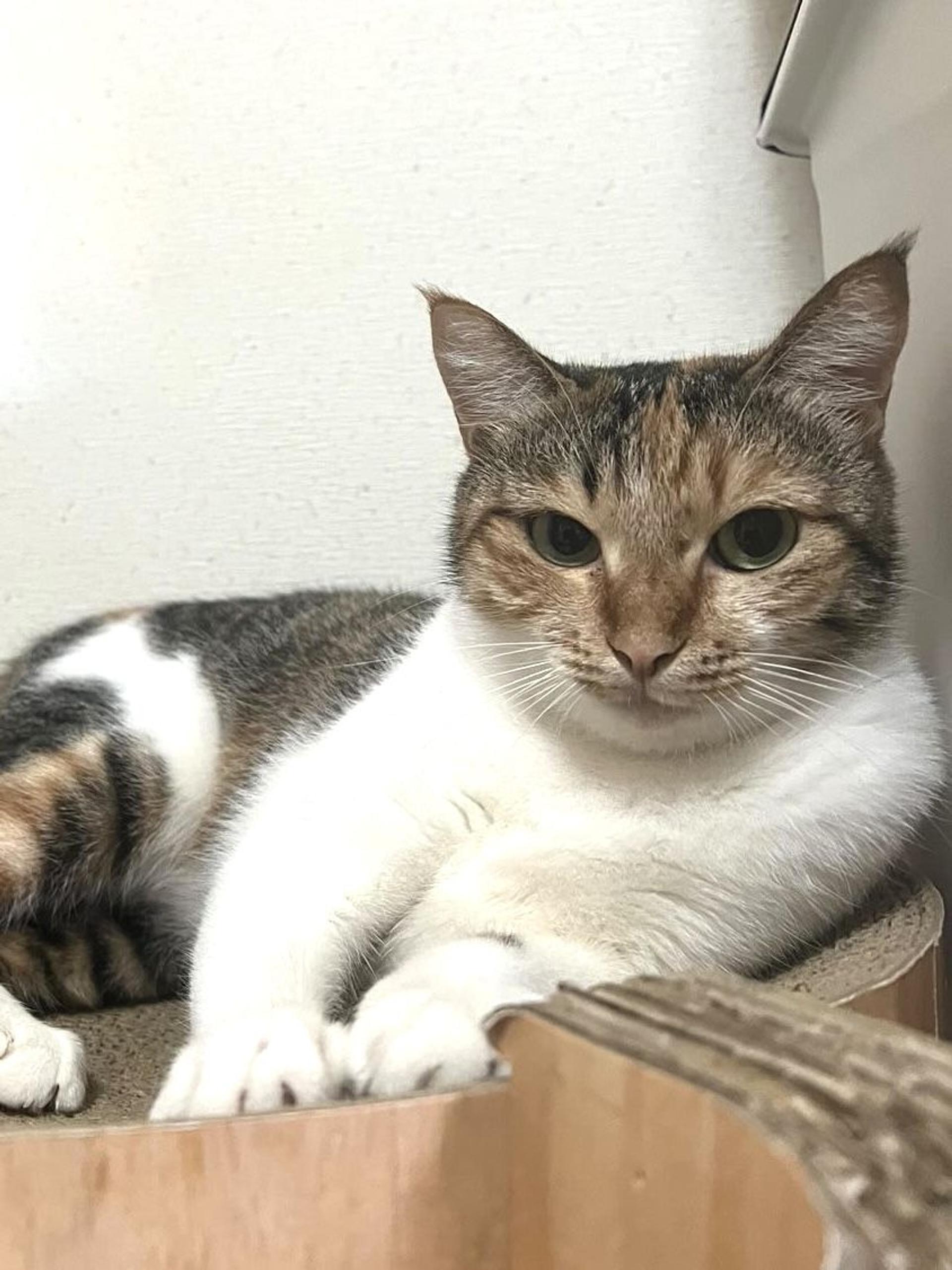 pet-image-8