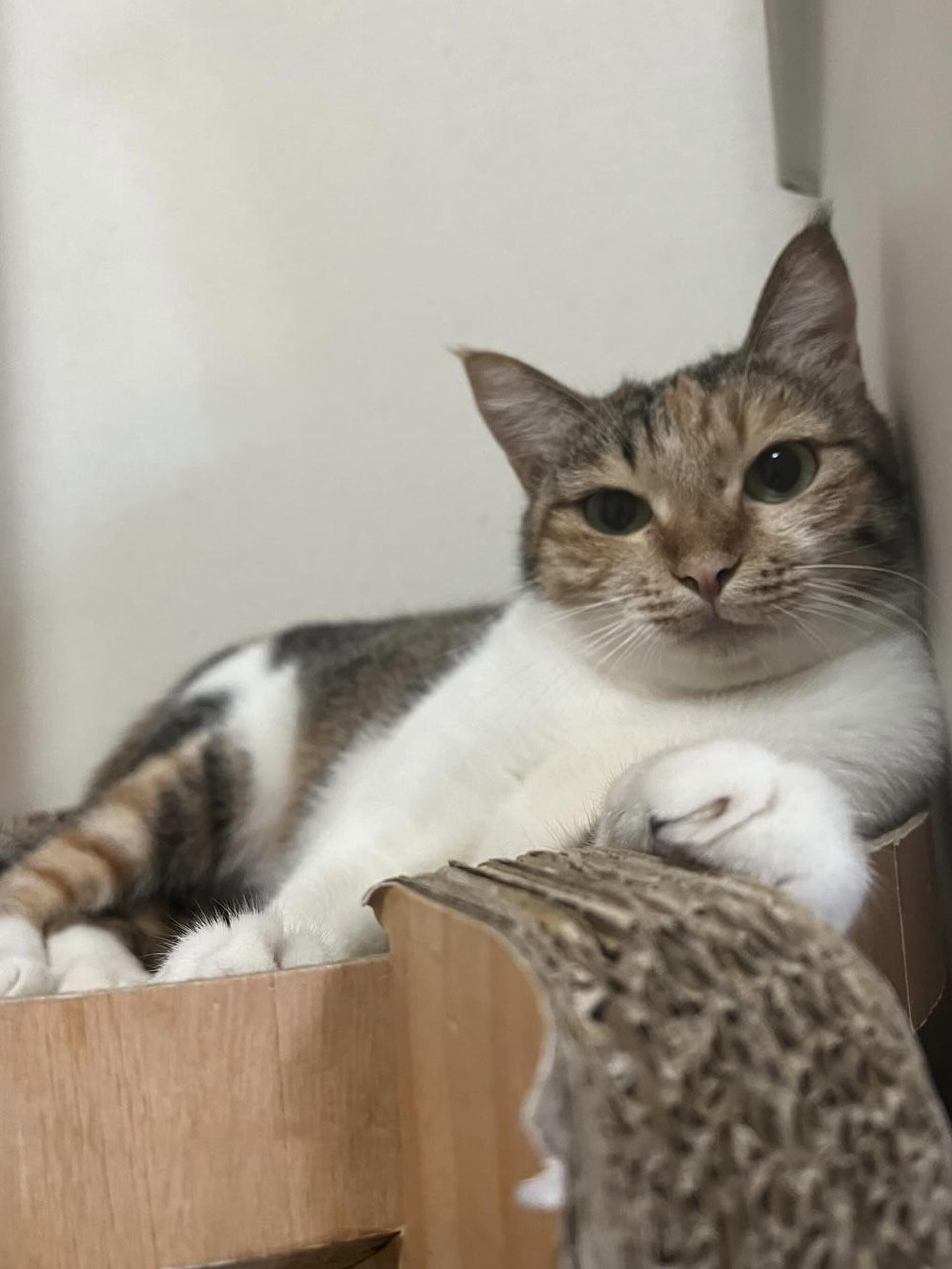 pet-image-9